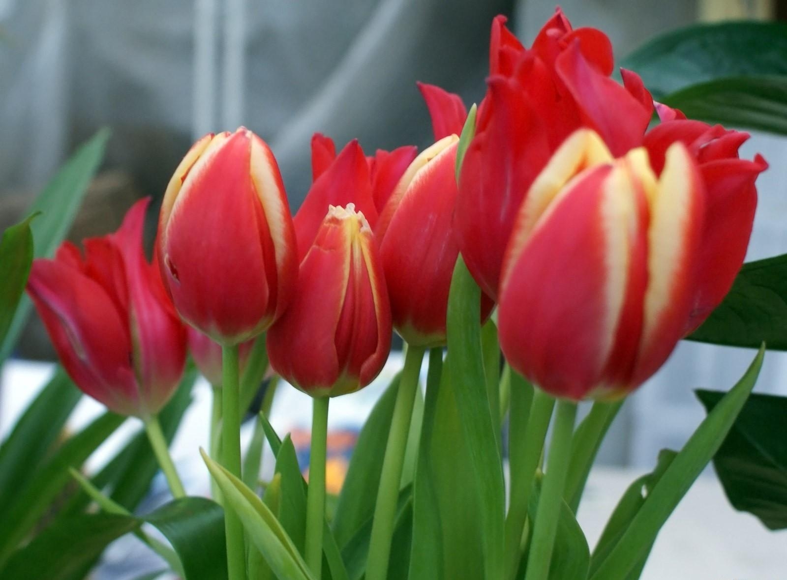 117566 baixar papel de parede tulipas, flores, fechar se, close up, verdes, verdura, ramalhete, buquê, primavera - protetores de tela e imagens gratuitamente