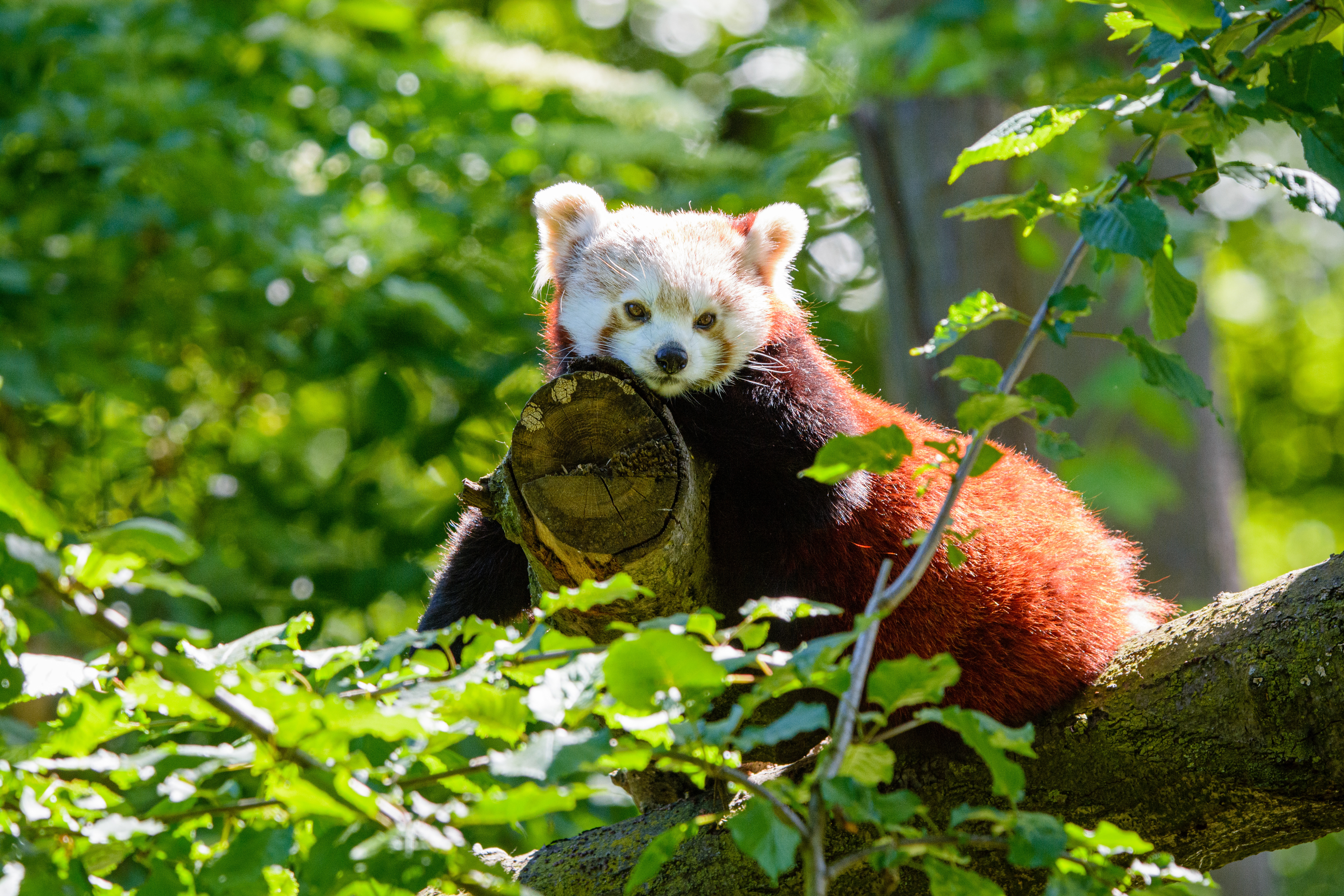 Download mobile wallpaper Sight, Opinion, Wood, Tree, Animals, Red Panda, Panda for free.