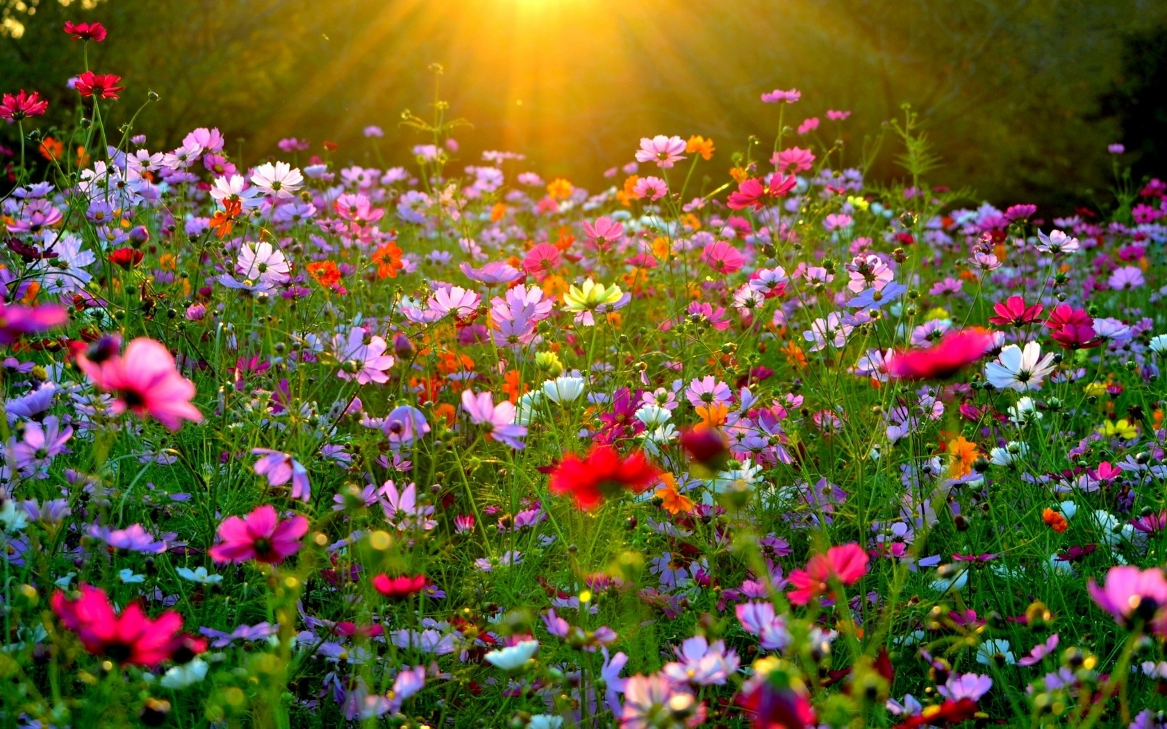 картинки лето солнце цветы