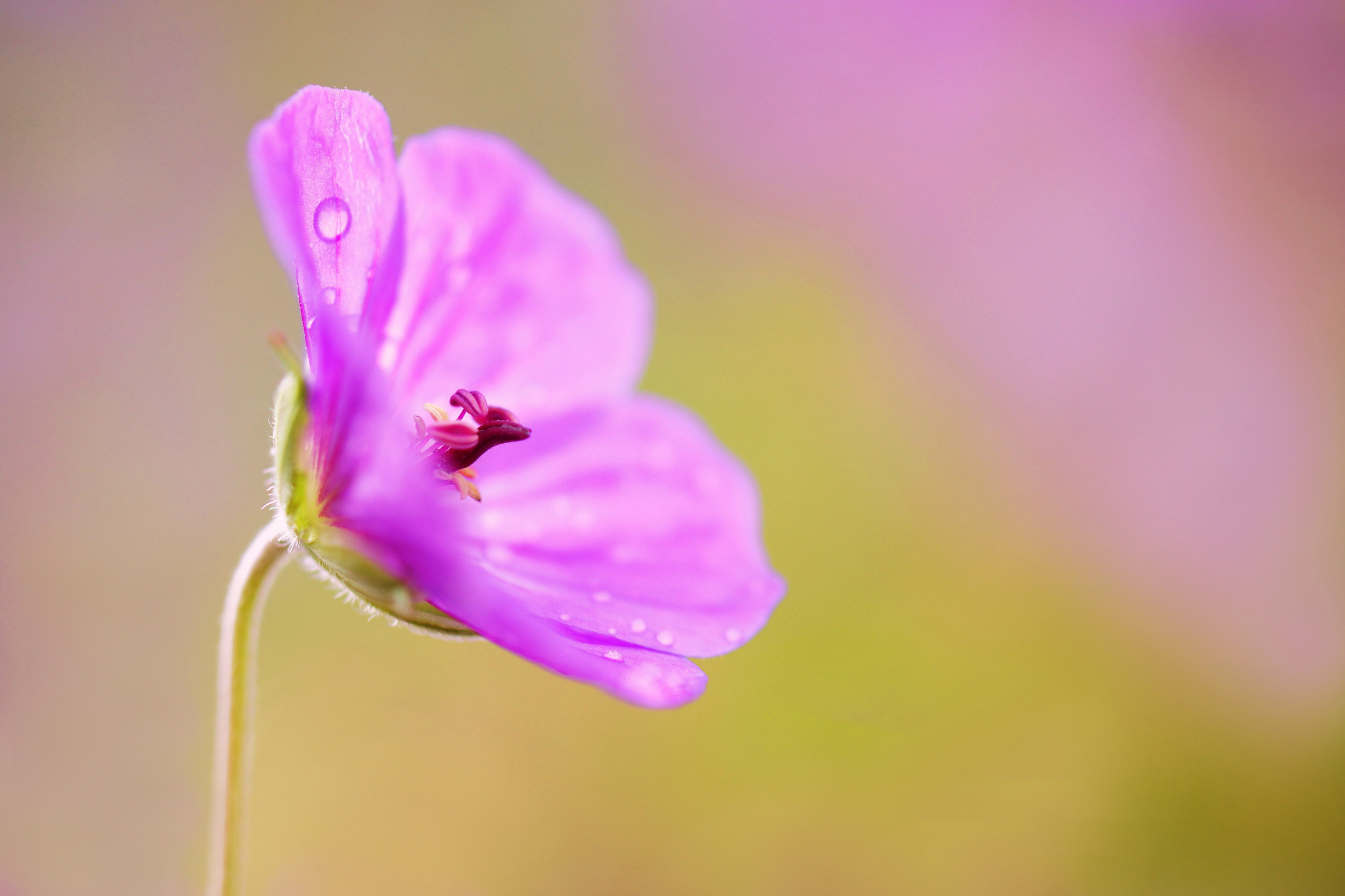 earth, geranium, close up, flower, nature, pink flower, flowers HD wallpaper