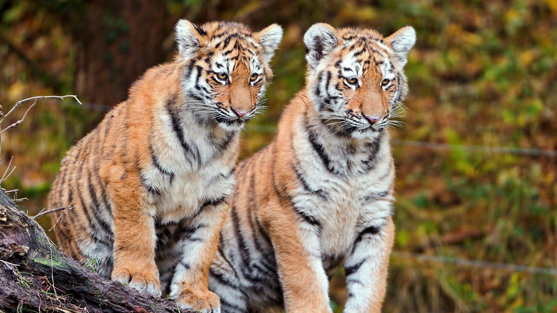 105025 Bild herunterladen tiere, tigers, sitzen, paar, große katzen, big cats - Hintergrundbilder und Bildschirmschoner kostenlos