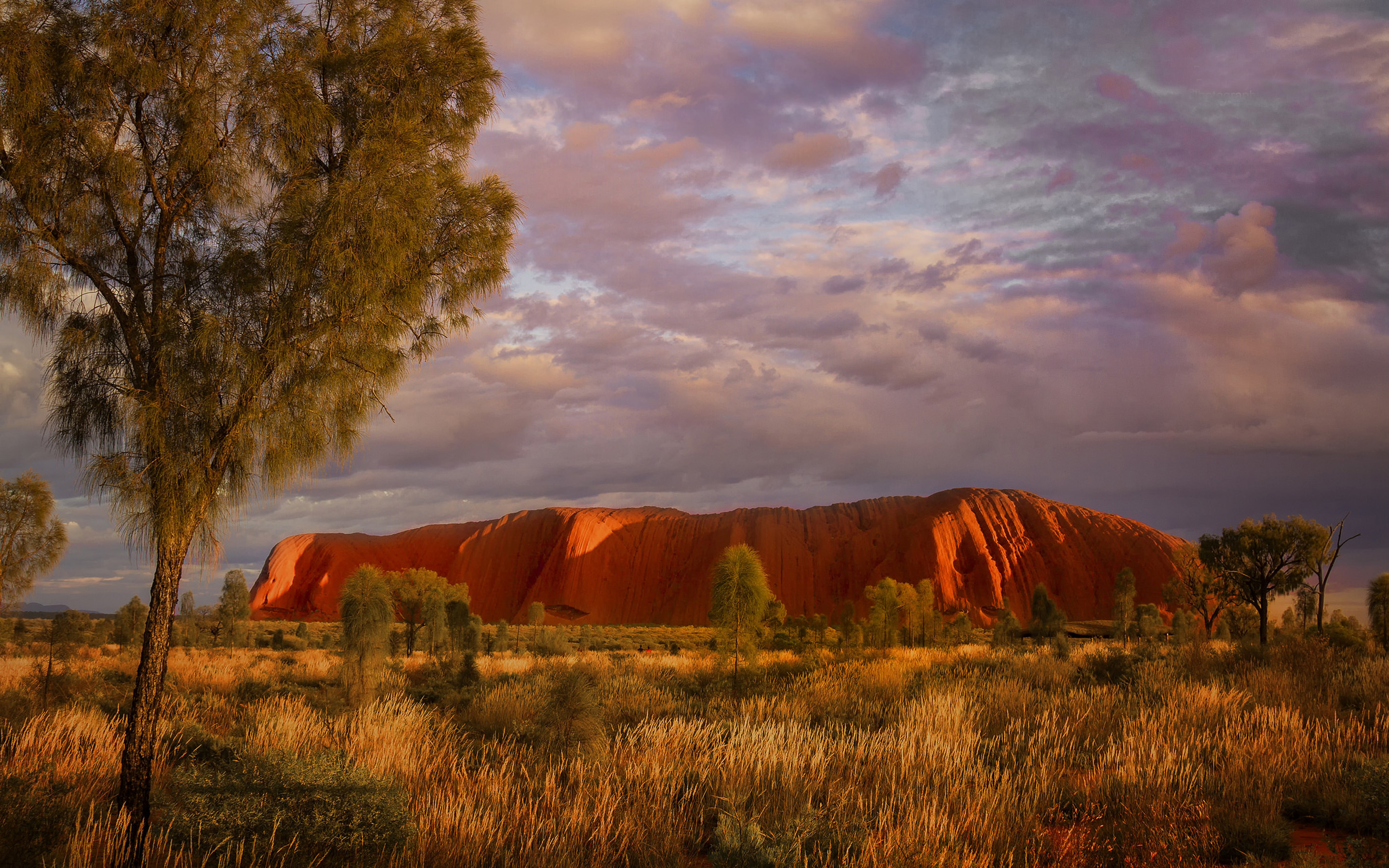 earth, uluru, australia, ayres rock, landscape, sunset, tree, uluru kata tjuta national park phone wallpaper