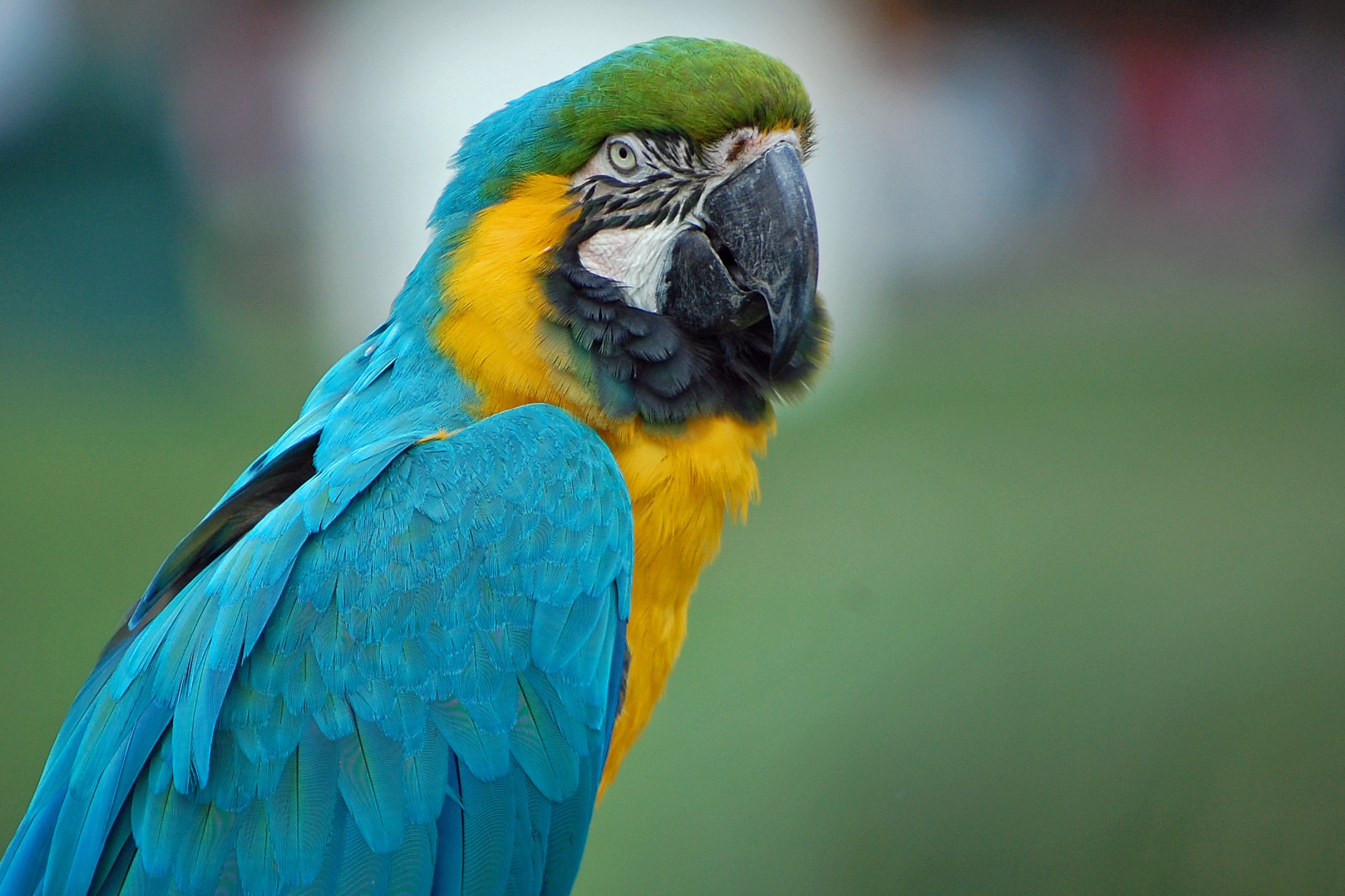 Free download wallpaper Animals, Macaw, Feather, Parrots, Color on your PC desktop