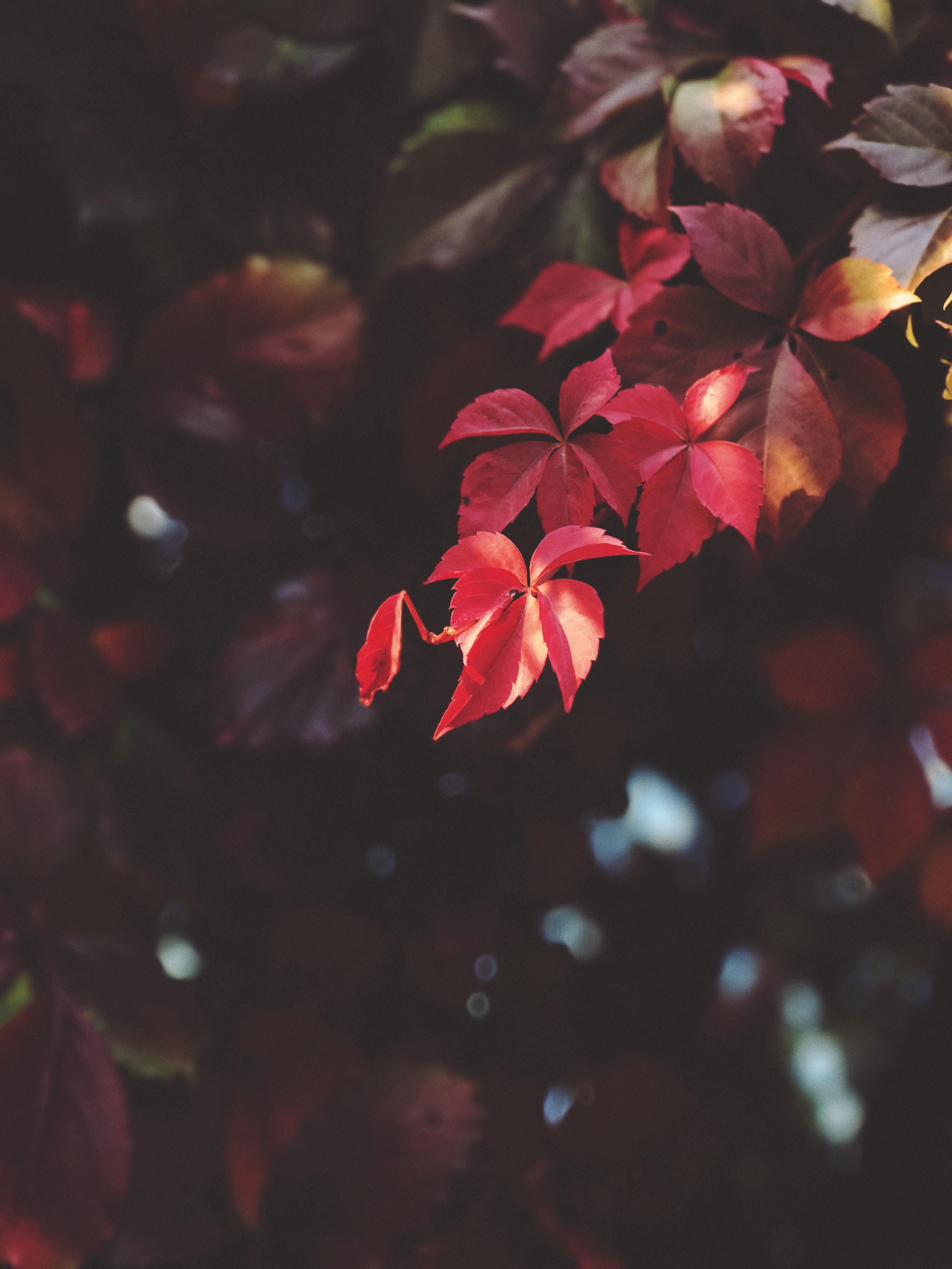Download mobile wallpaper Branch, Leaves, Macro, Smooth, Blur, Plant for free.