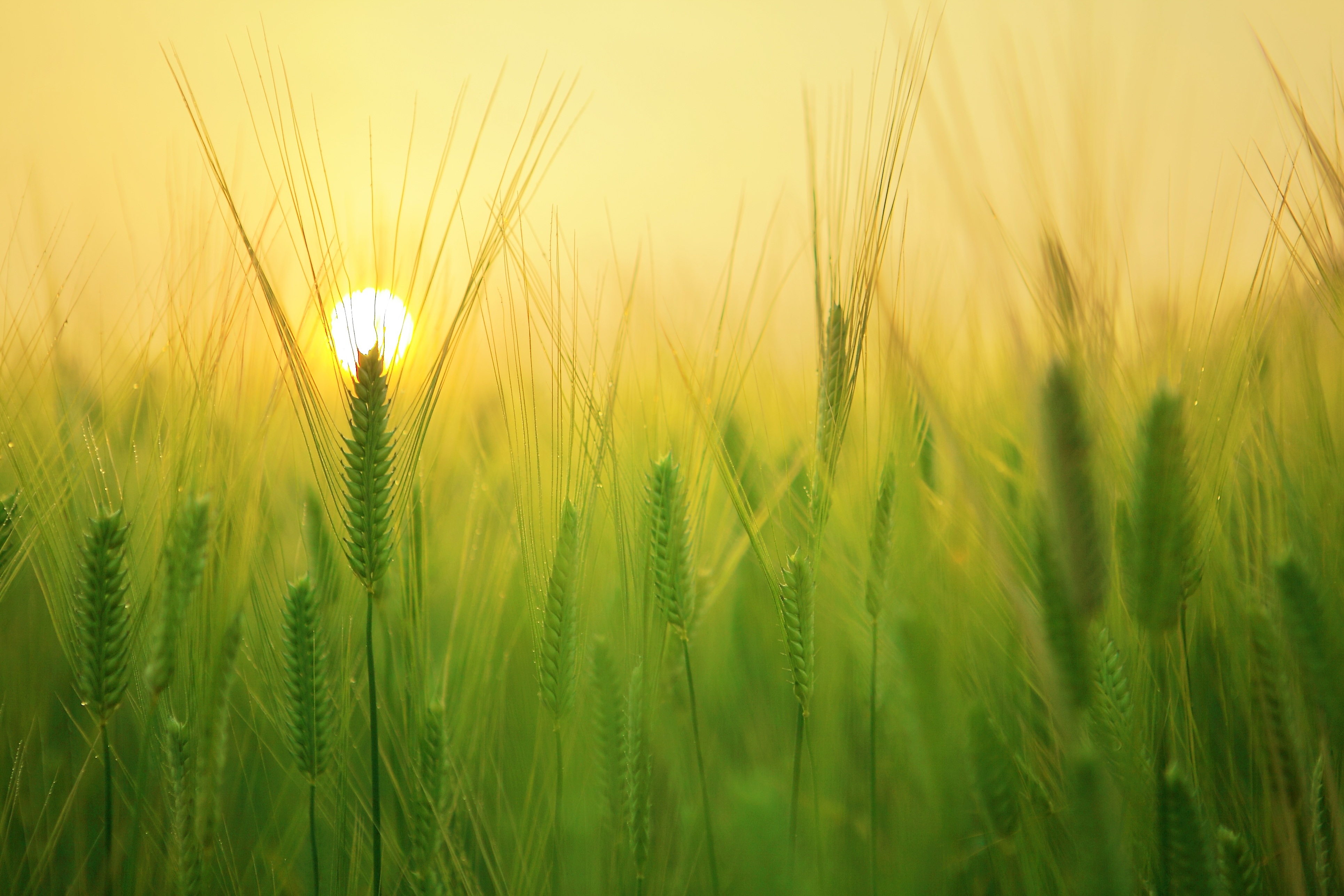 field, nature, sun, barley HD wallpaper