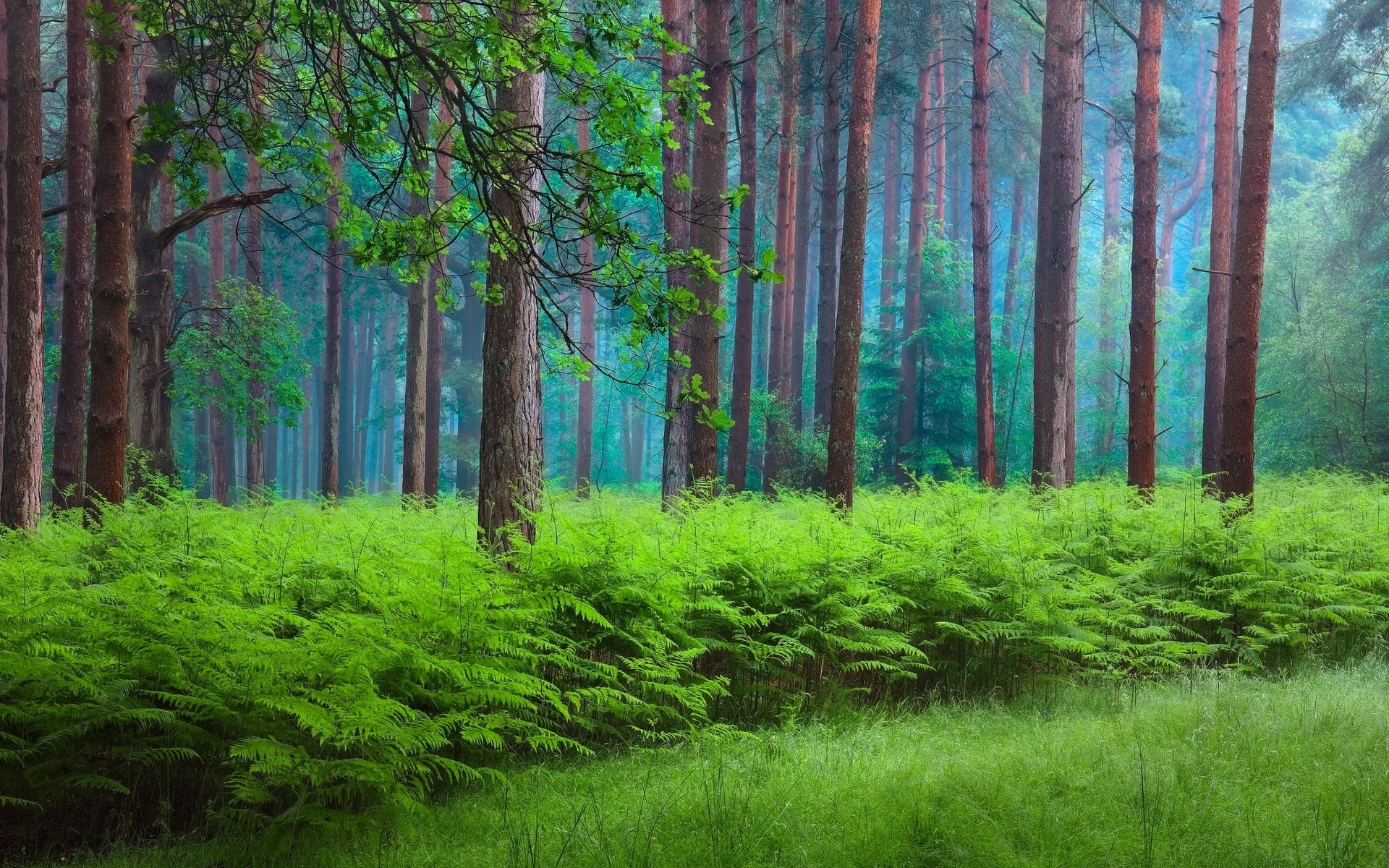 Елово Сосновый лес с папоротником