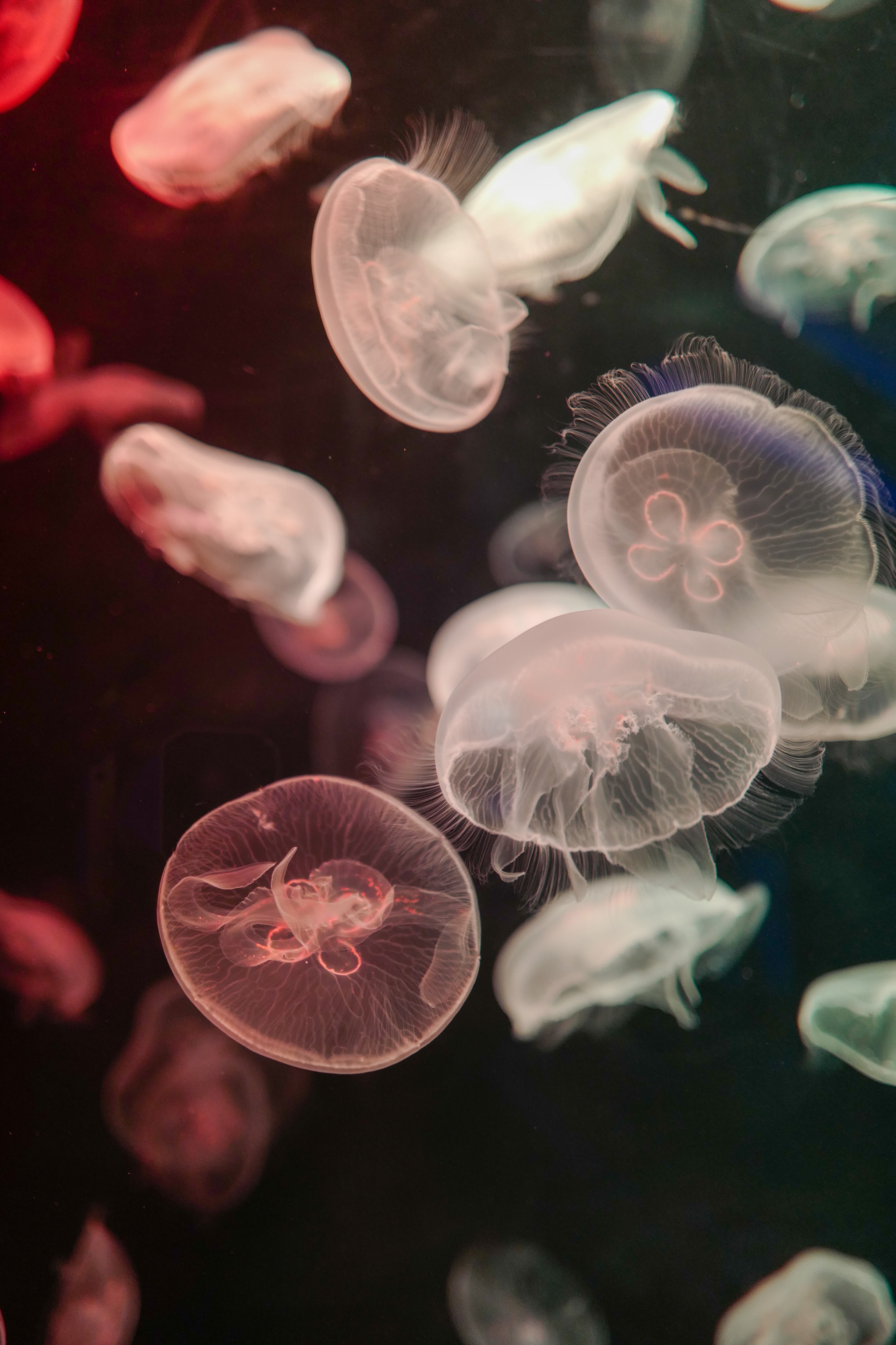 71873 скачать картинку медузы, животные, вода, щупальце, подводный - обои и заставки бесплатно