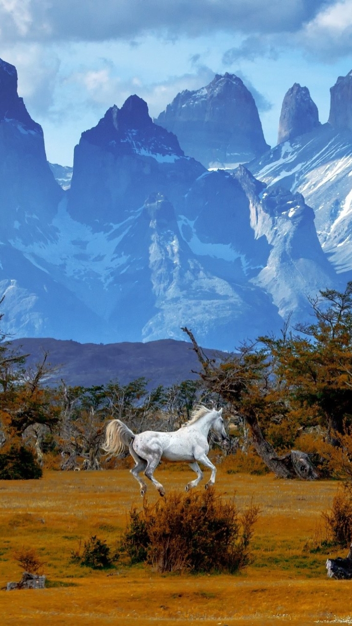 1305474 Bildschirmschoner und Hintergrundbilder Patagonien auf Ihrem Telefon. Laden Sie  Bilder kostenlos herunter