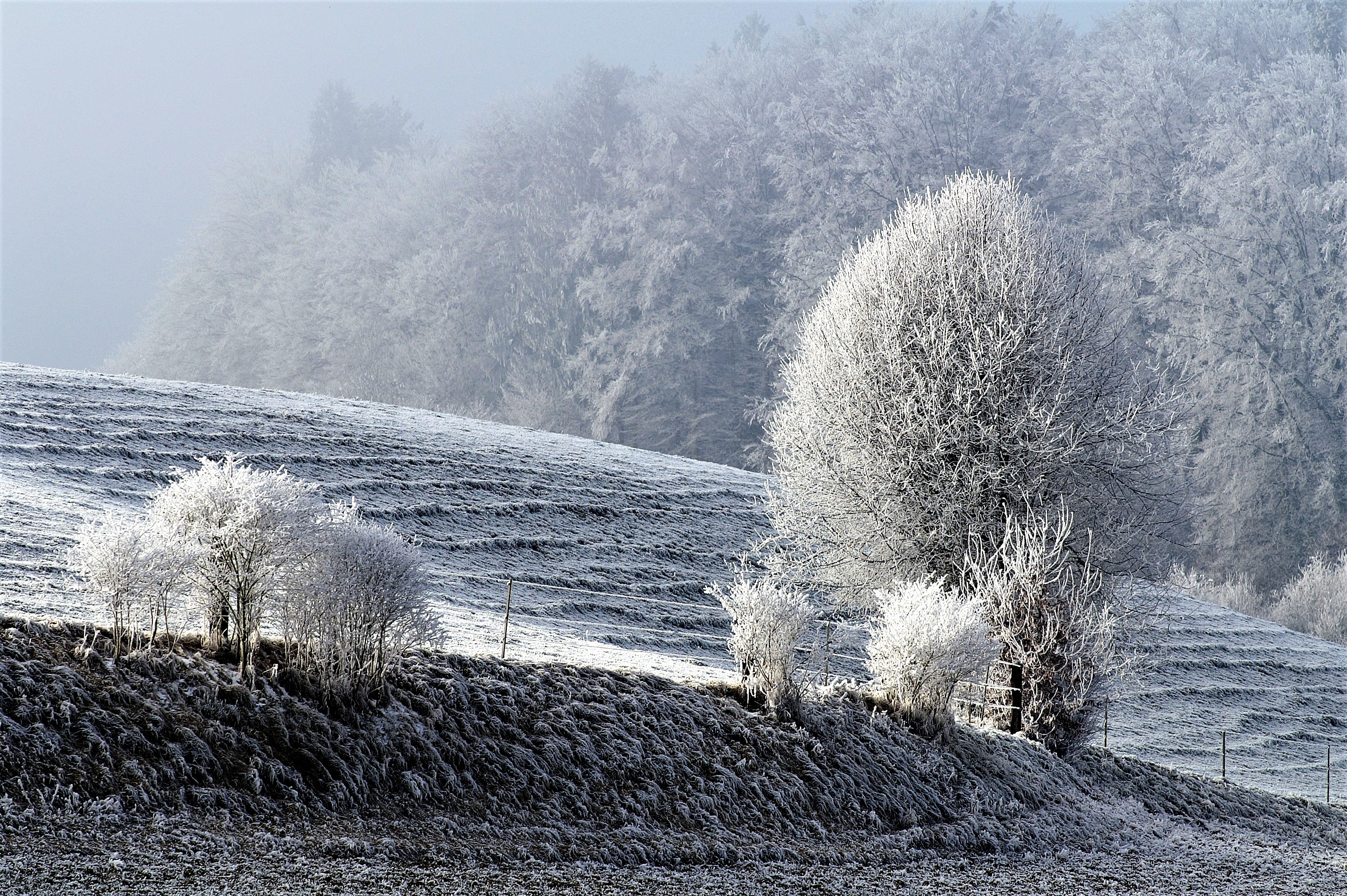 Download mobile wallpaper Frost, Hoarfrost, Field, Nature, Trees, Snow, Winter for free.
