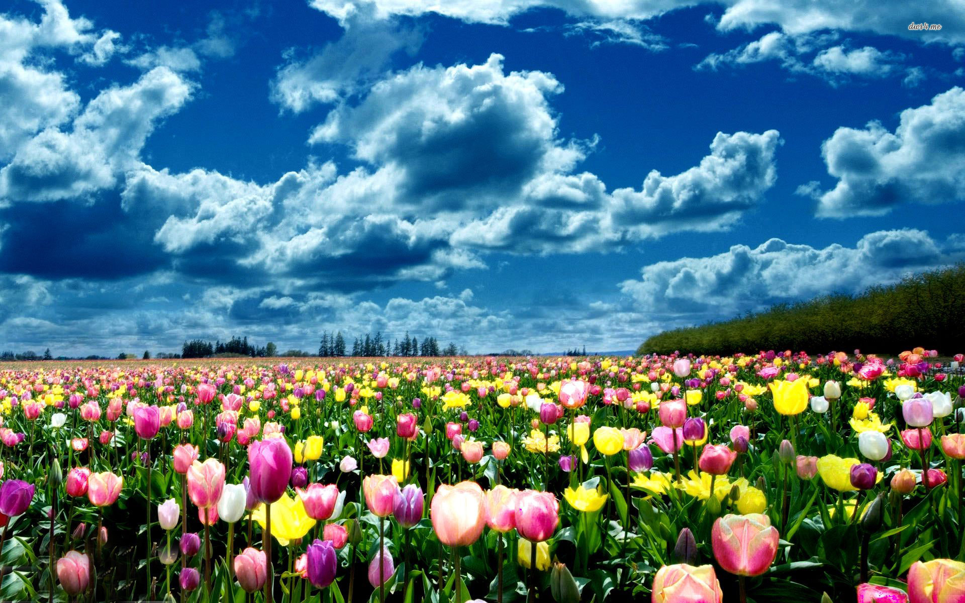Поле тюльпанов фото высокого разрешения