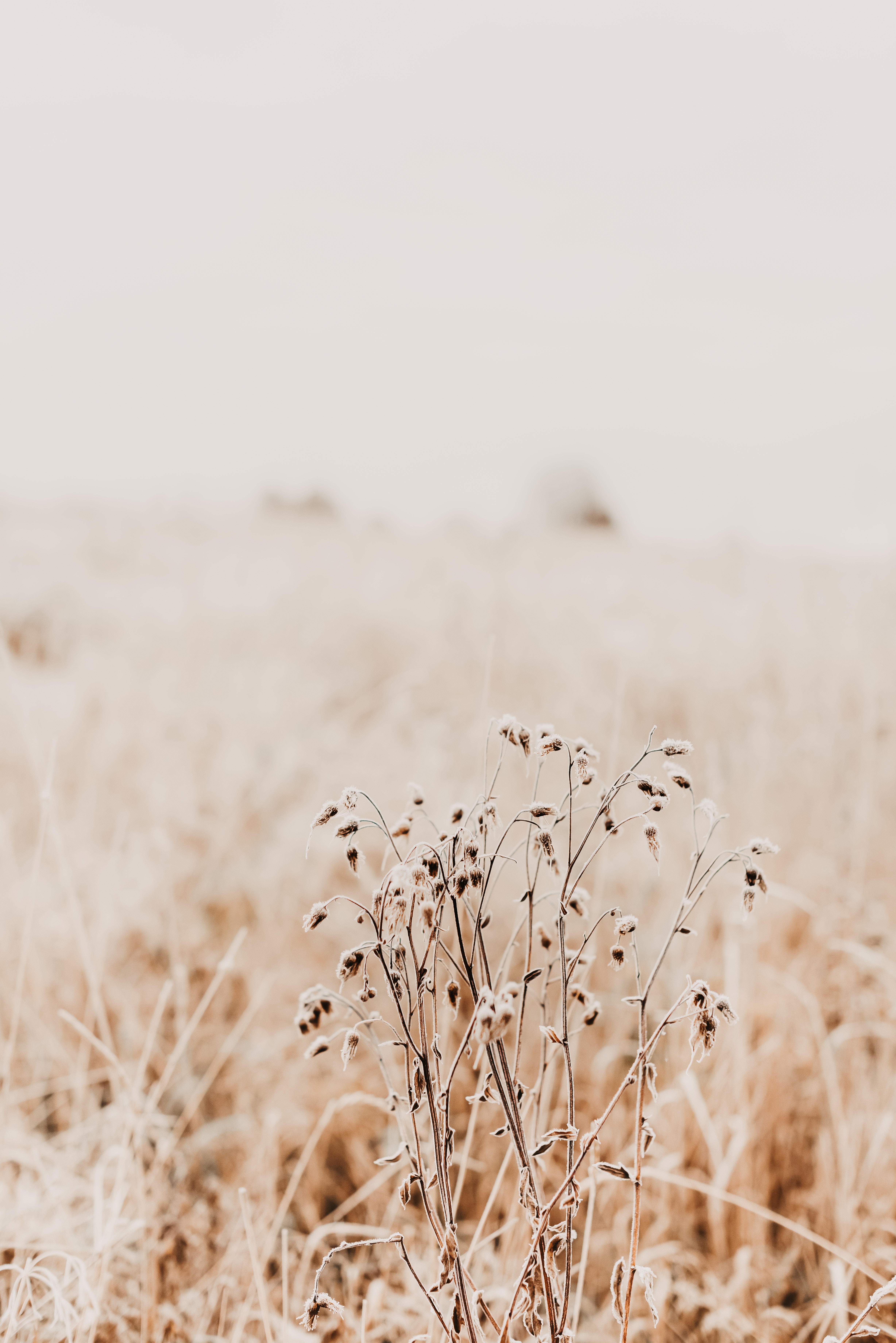 Mobile wallpaper dry, nature, grass, plant