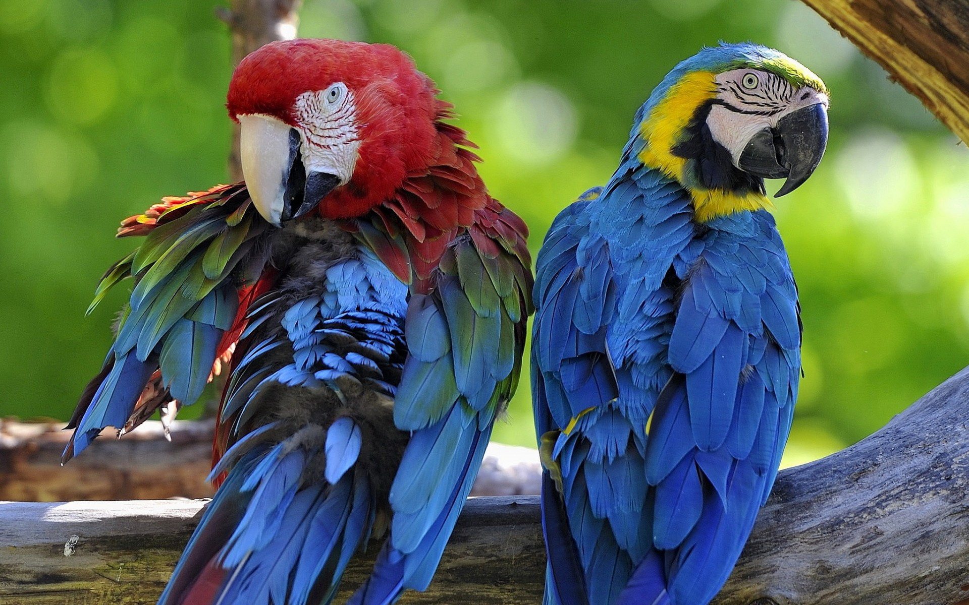 Full HD animal, macaw, bird, blue and yellow macaw, parrot, red and green macaw, birds