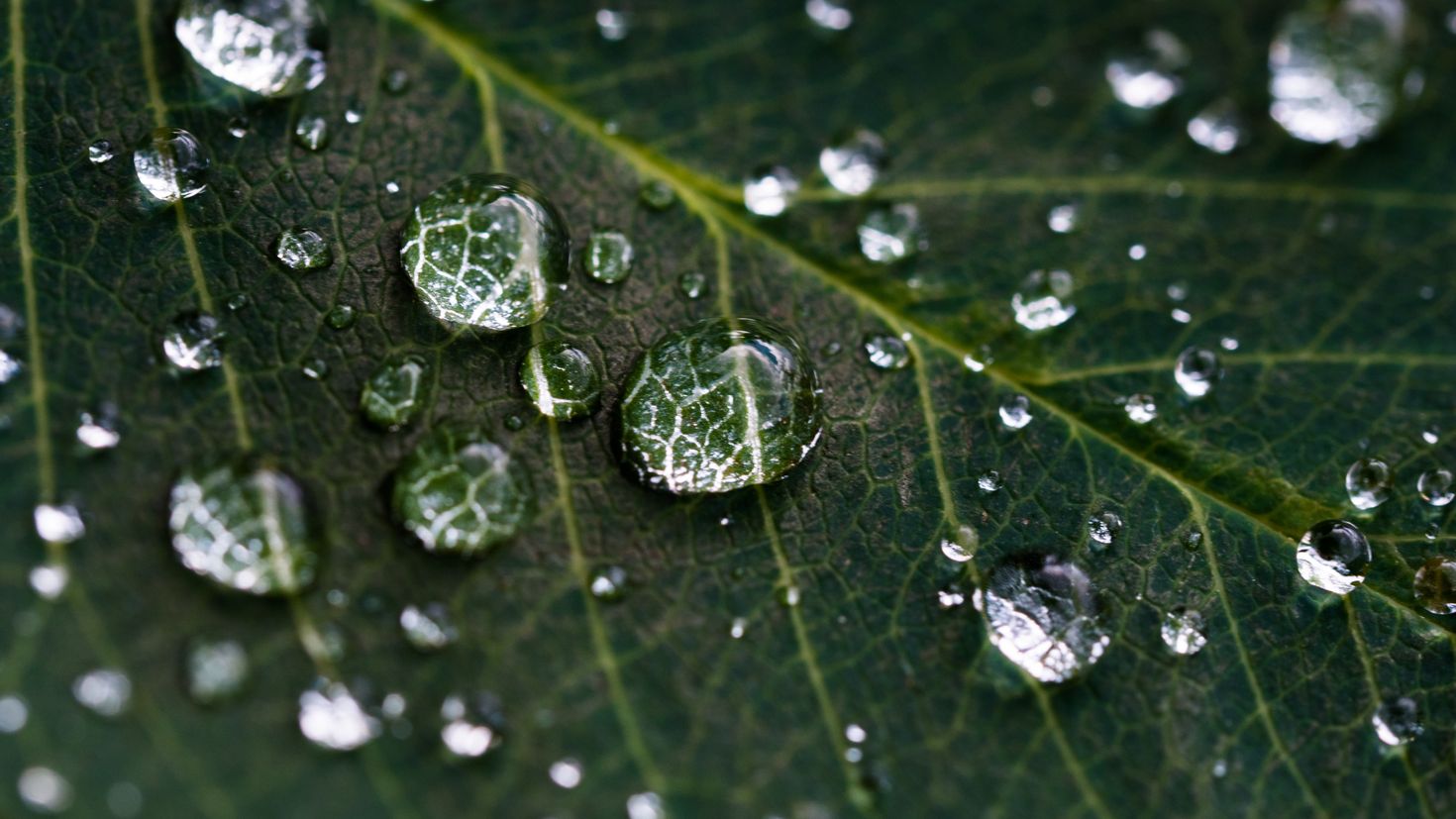 Watering leaves