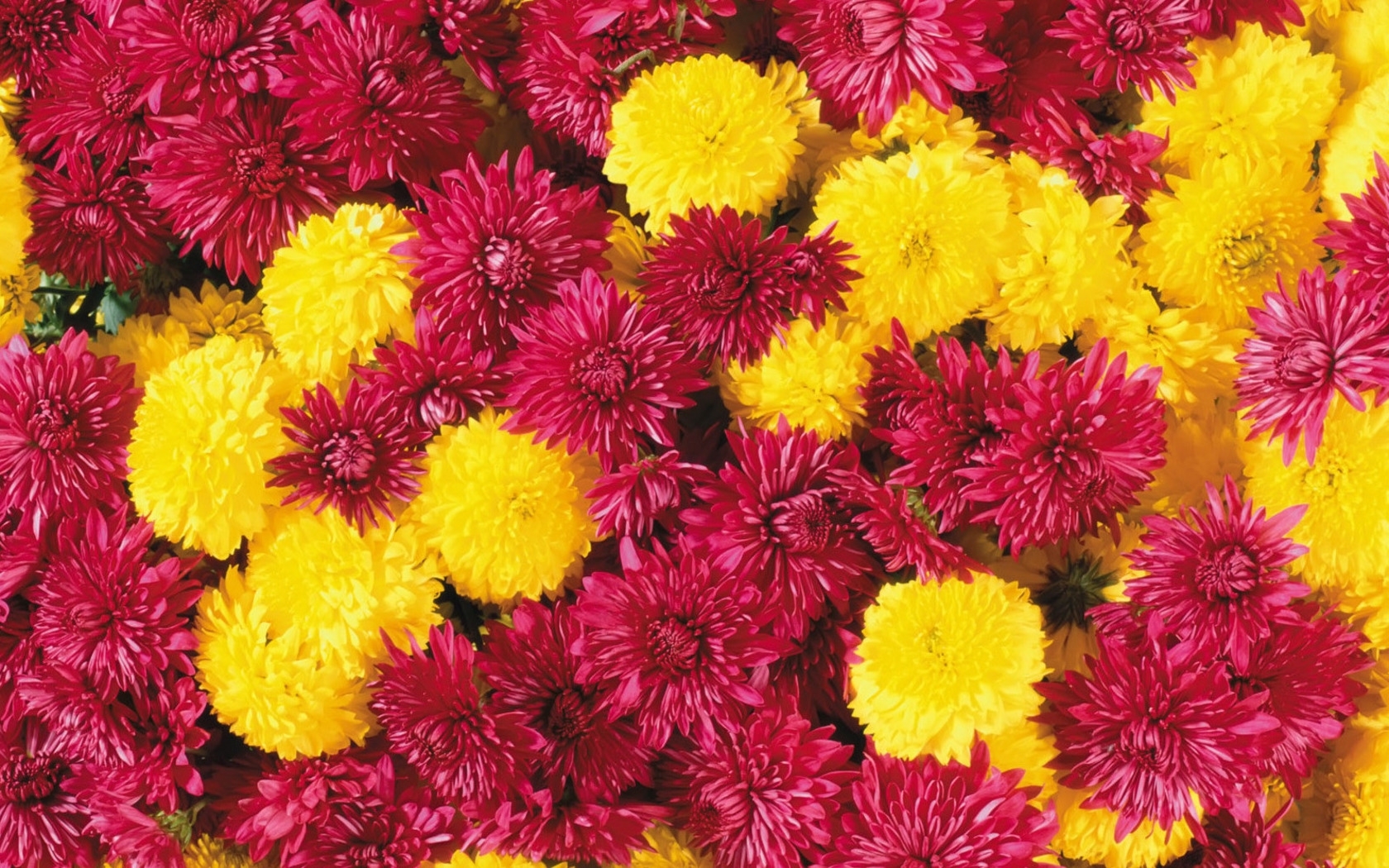 Téléchargez des papiers peints mobile Chrysanthème, Plantes, Fleurs gratuitement.