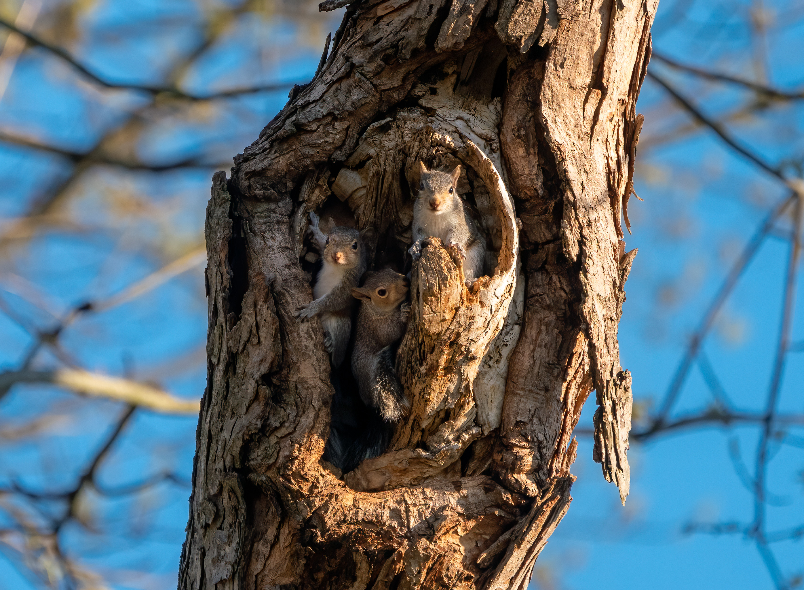sweetheart, animals, squirrel, rodents, wood, tree, nice, bark, hollow