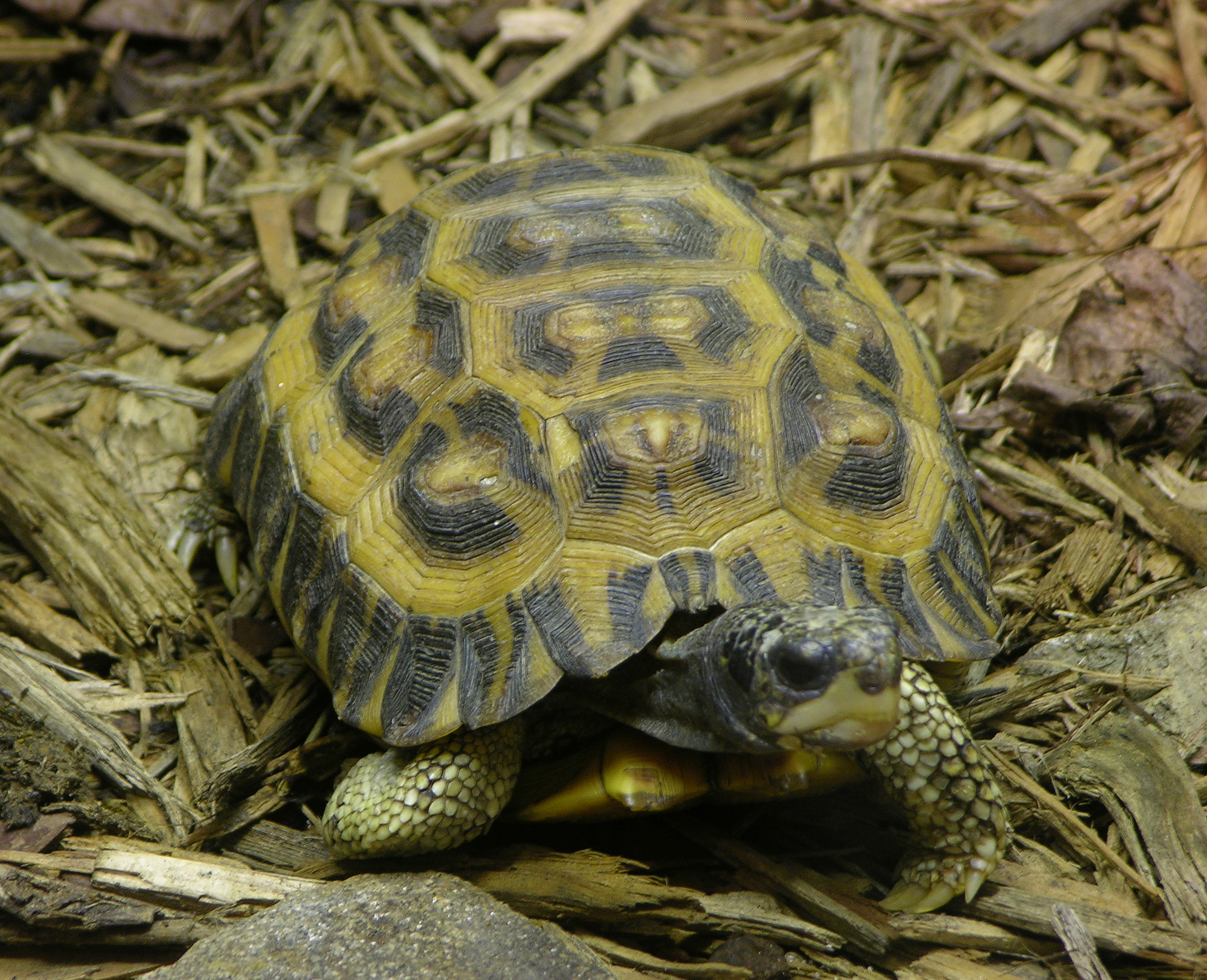 Черепаха с желтыми пятнами на теле фото и описание