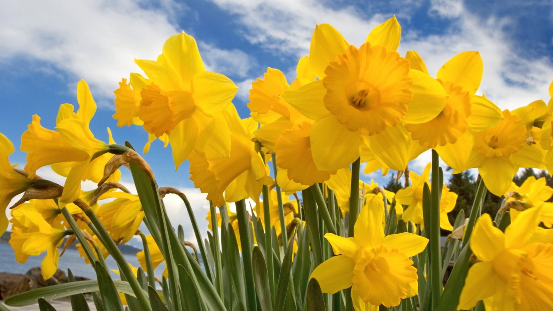 plants, flowers, narcissussi, yellow HD wallpaper