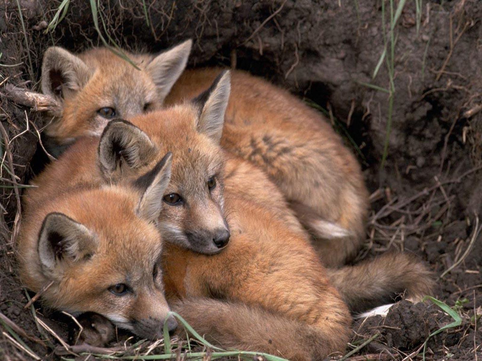 animals, fox, young, lie, to lie down, cubs, three, bask, fox cubs, lisita