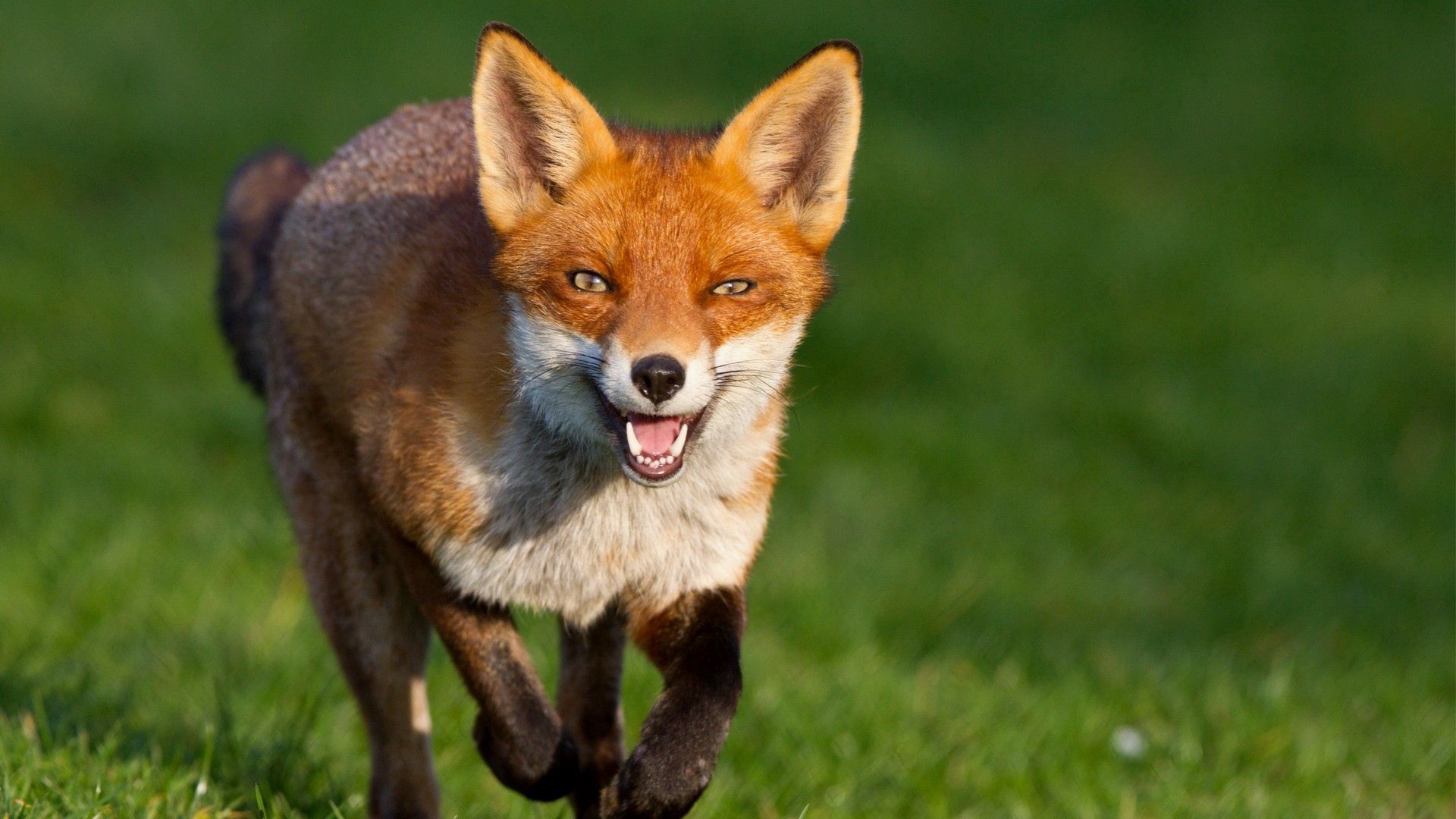 Laden Sie das Schnauze, Ein Fuchs, Springen, Prallen, Weglaufen, Ausführen, Tiere, Fuchs-Bild kostenlos auf Ihren PC-Desktop herunter