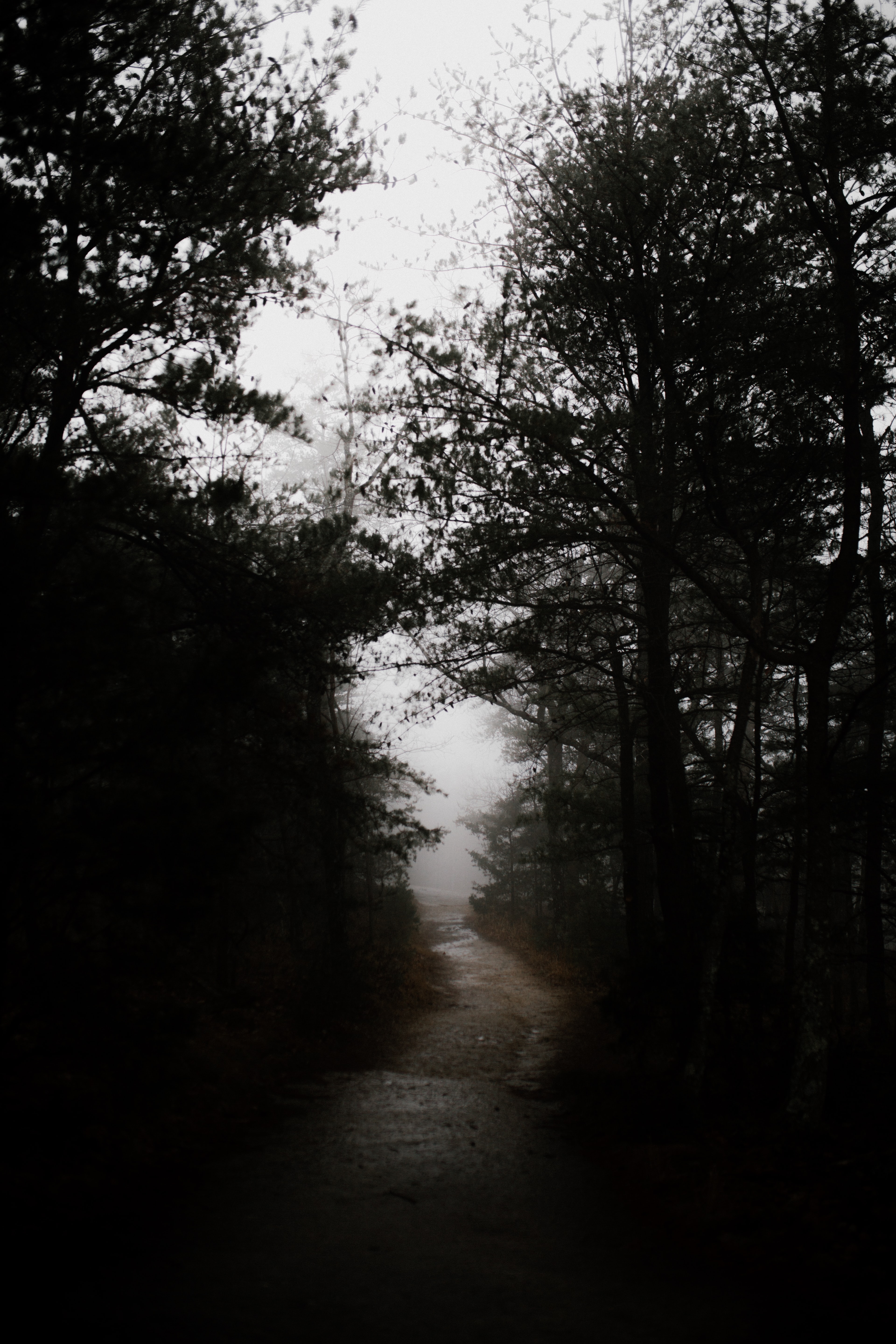 gloomily, nature, road, forest, gloomy 1080p