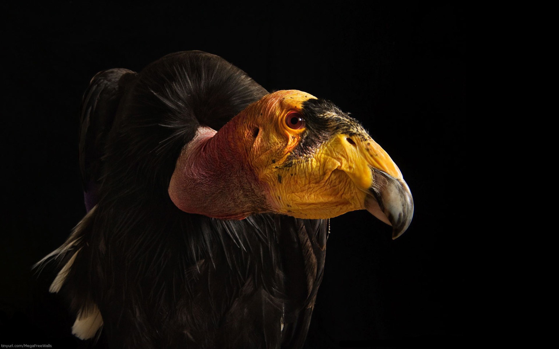 263514 baixar imagens animais, abutre, pássaro, preto, aves - papéis de parede e protetores de tela gratuitamente