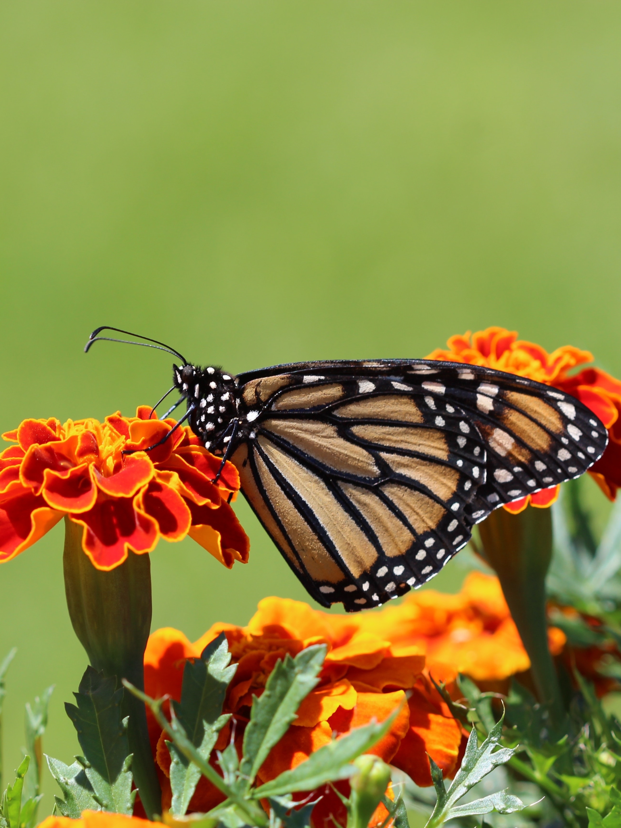 1405997 завантажити шпалери тварина, метелик, комаха, чорнобривці, апельсинова квітка, макрос, метелик монарх - заставки і картинки безкоштовно