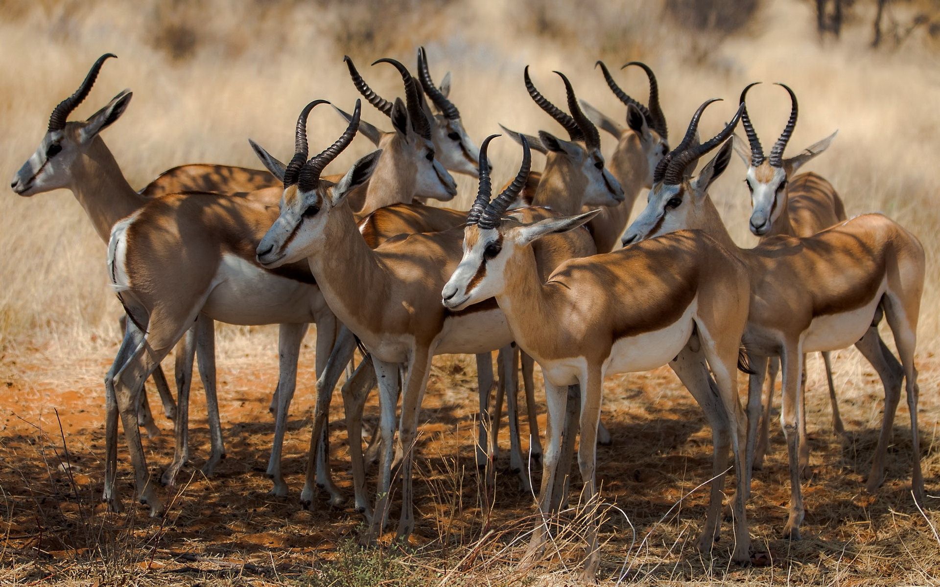 Laden Sie das Antilope, Afrika, Natur, Tiere-Bild kostenlos auf Ihren PC-Desktop herunter