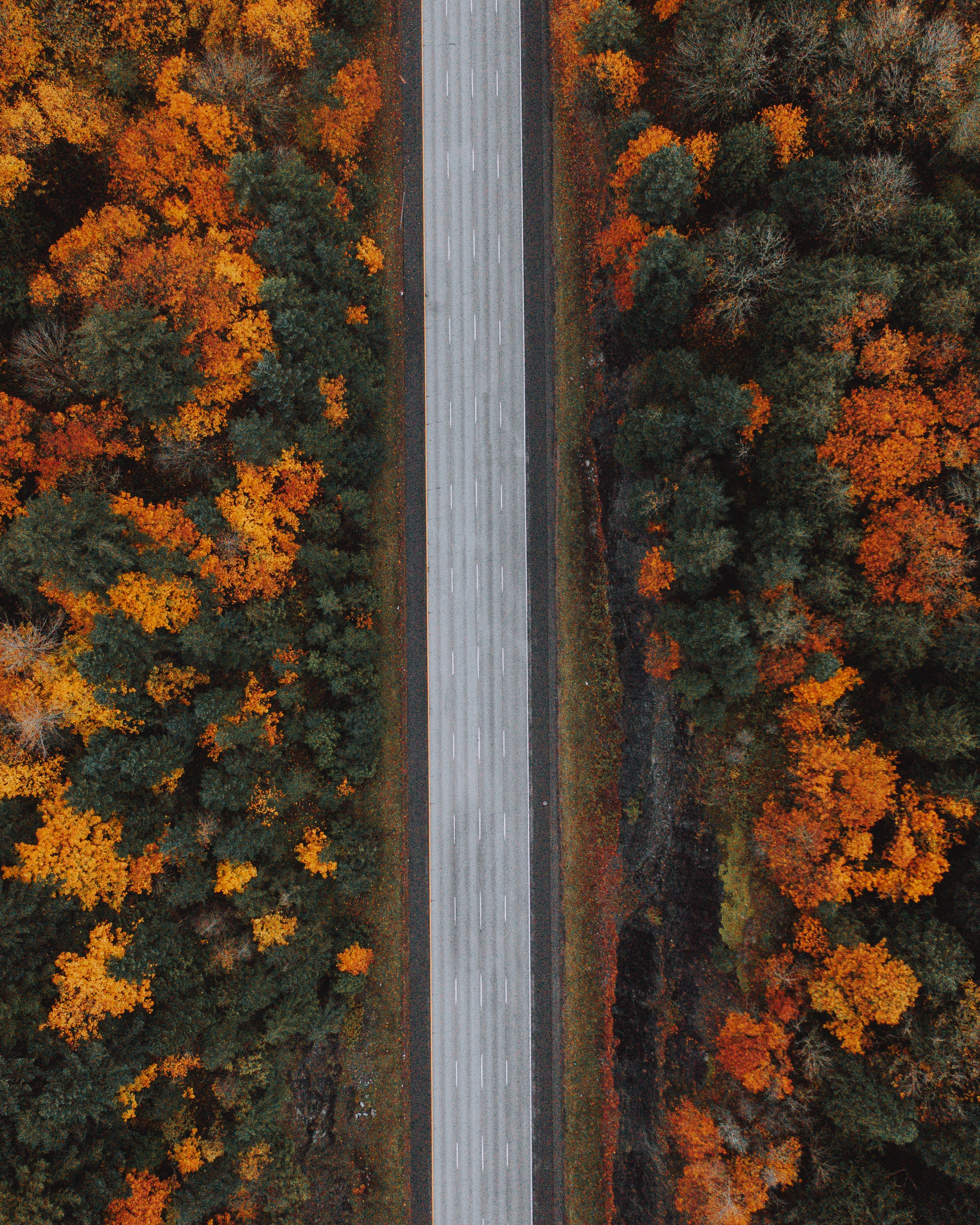 82576 завантажити шпалери природа, дерева, осінь, вид зверху, дорога, ліс, шосе, автобан - заставки і картинки безкоштовно