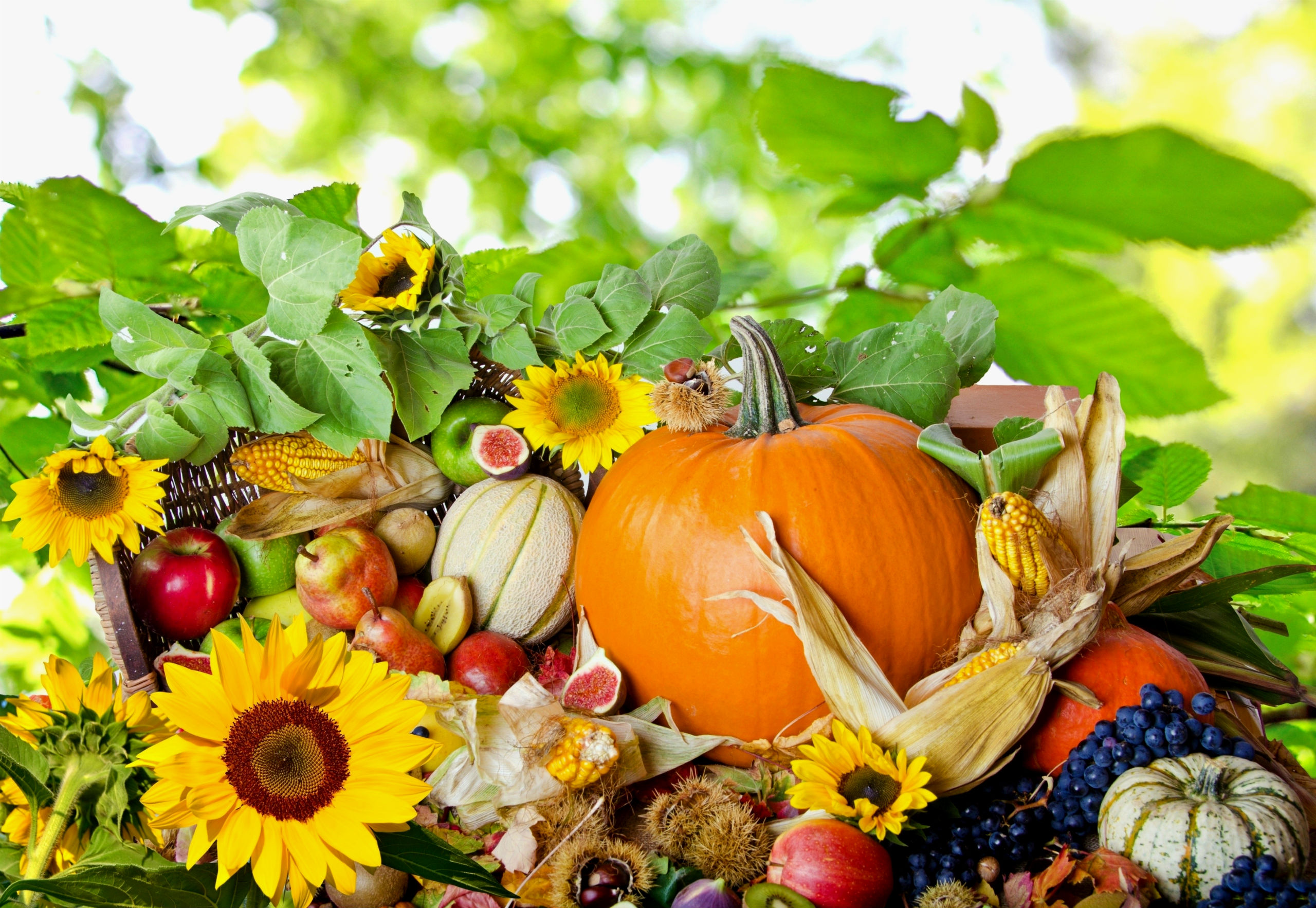 fall, leaf, holiday, thanksgiving, flower, nature, season HD wallpaper