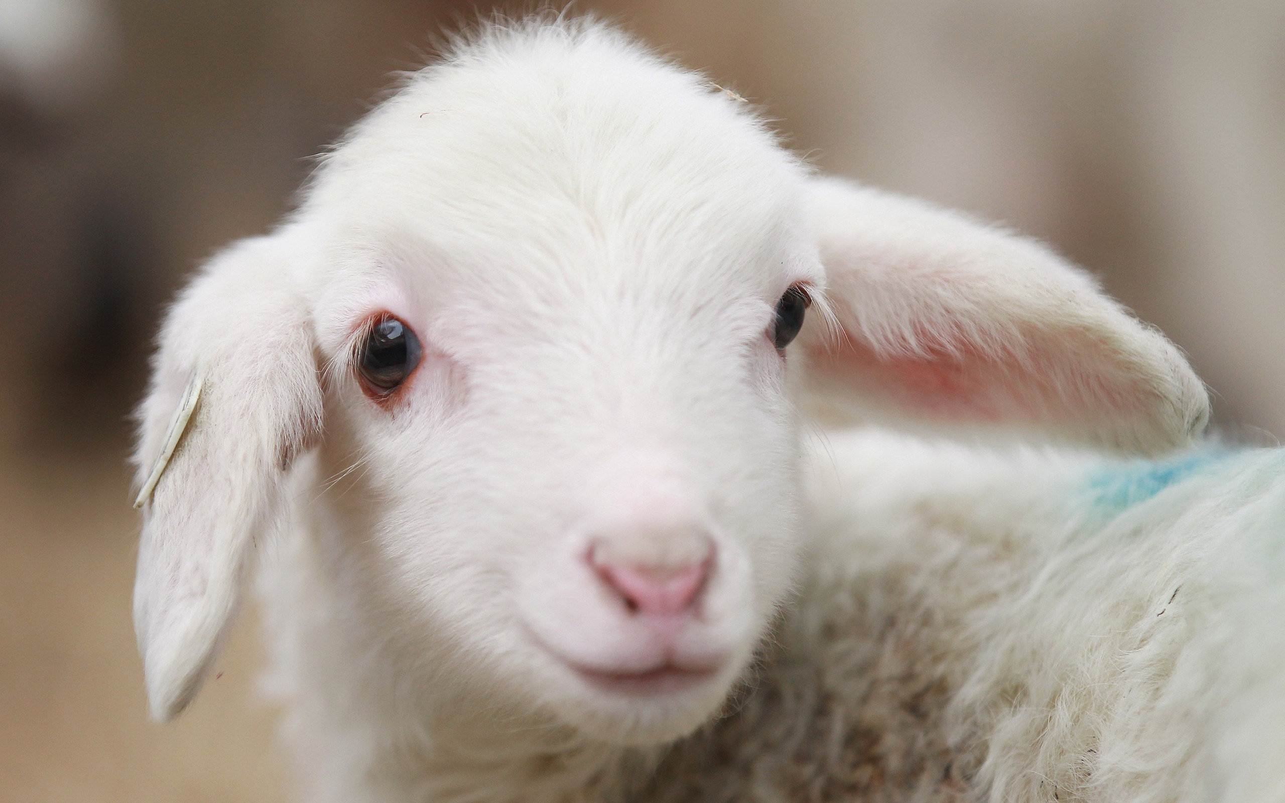 247206 descargar fondo de pantalla animales, oveja: protectores de pantalla e imágenes gratis