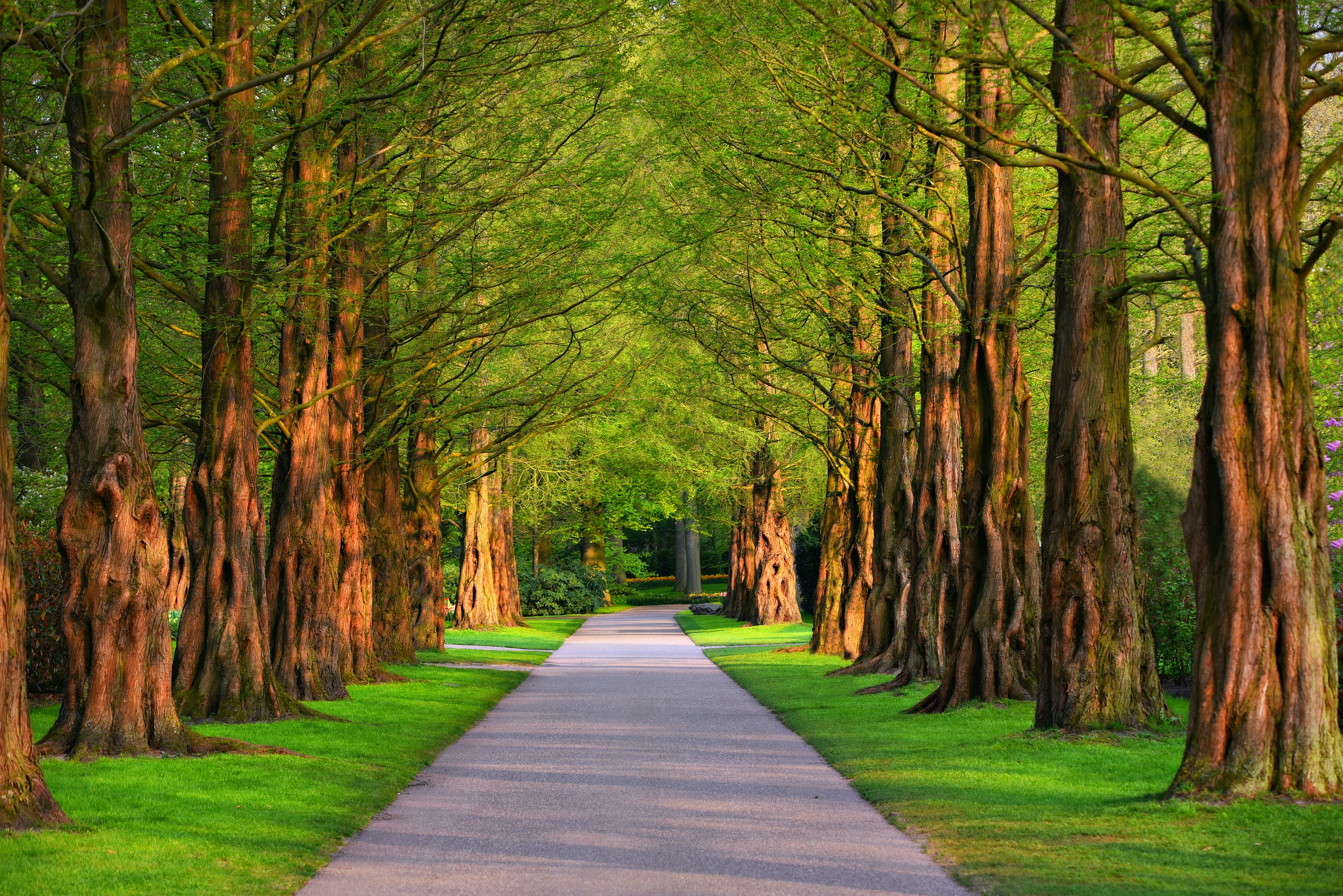 grass, trees, nature, summer, alley High Definition image