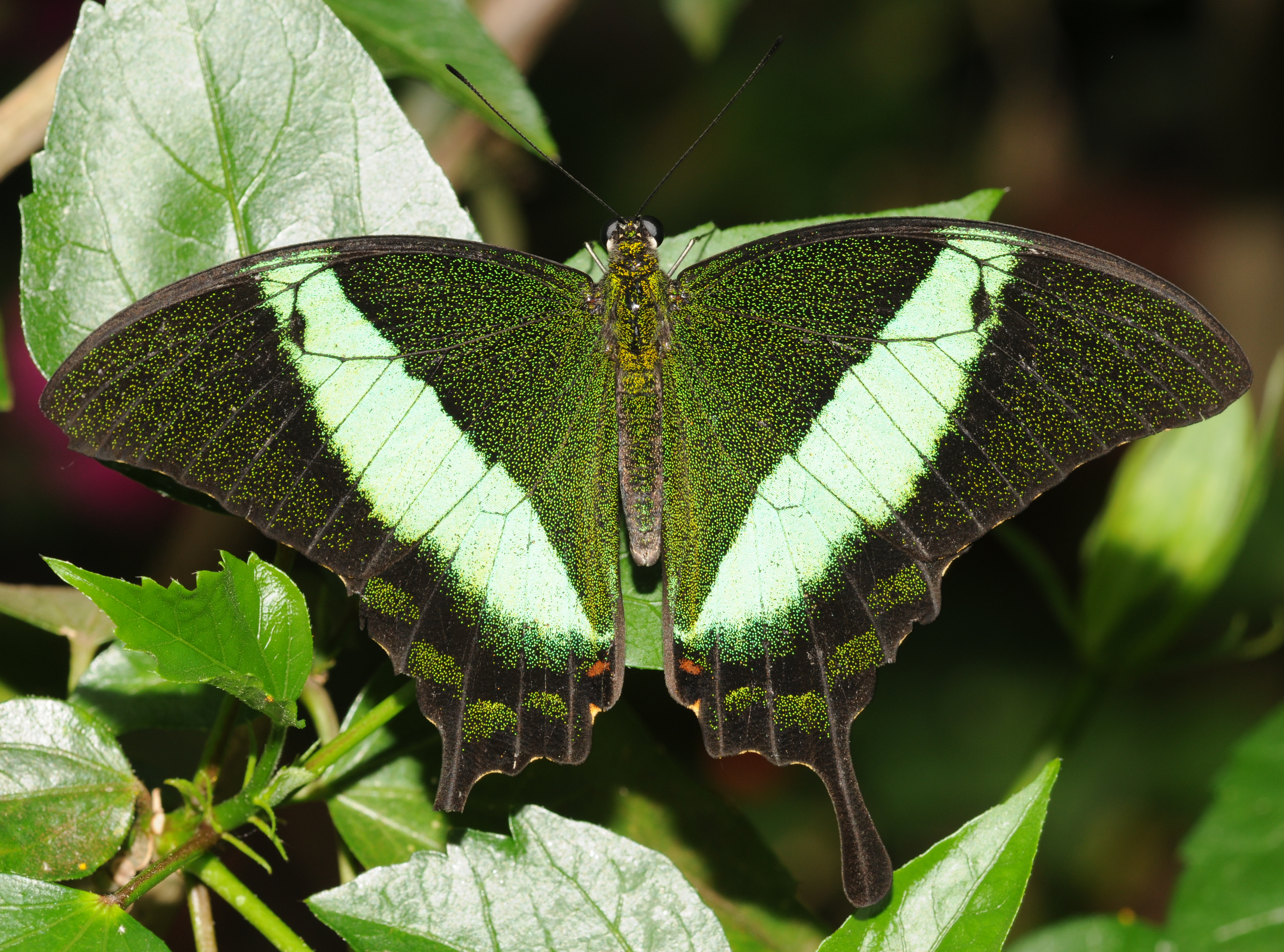 animal, swallowtail butterfly, butterfly, emerald swallowtail, insects Full HD