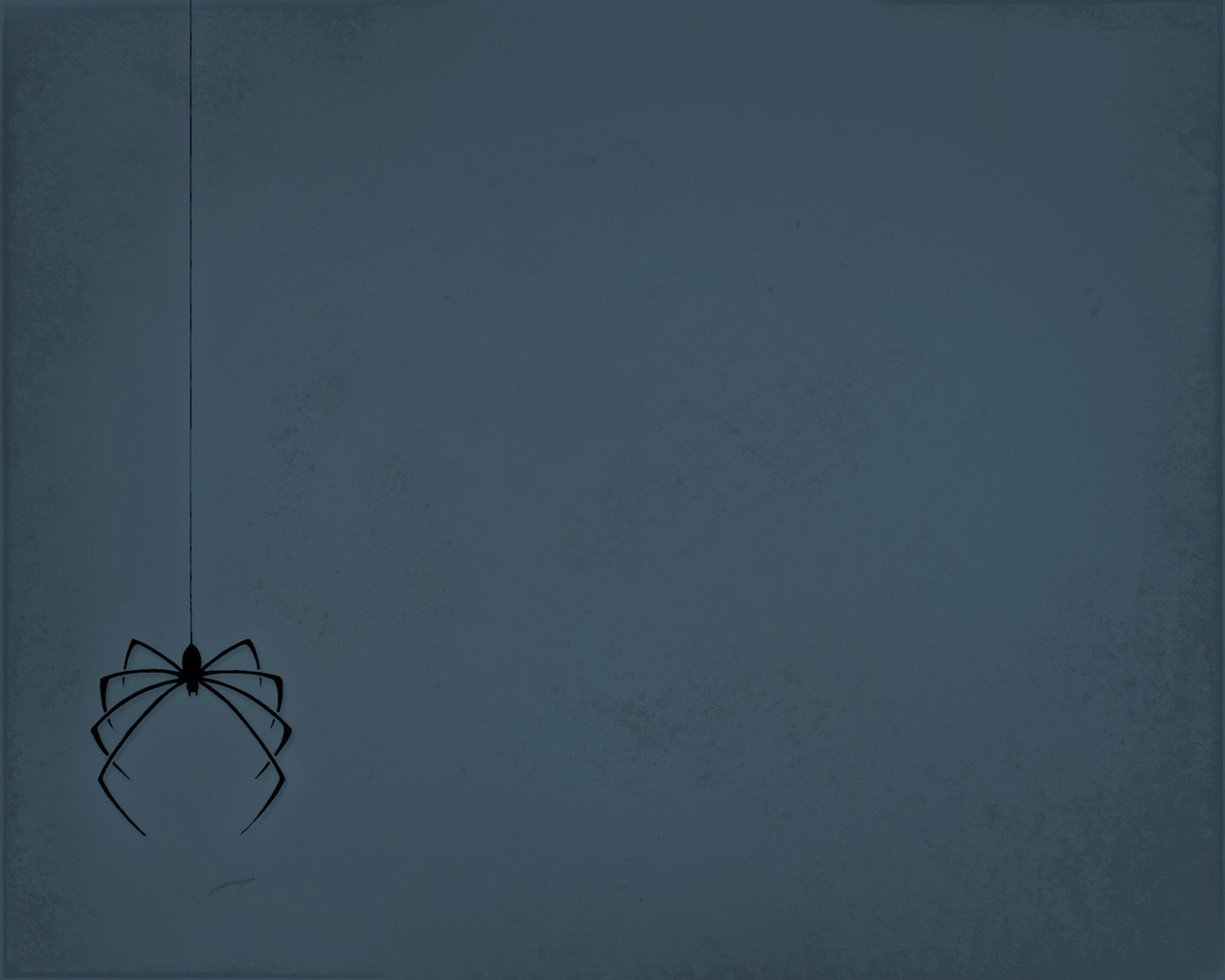 animal, spider HD wallpaper