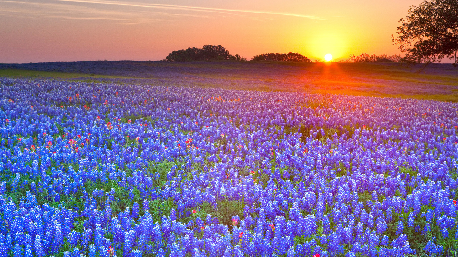 544398 завантажити шпалери земля, texas bluebonnets, поле, квітка, схід сонця, захід сонця, техас - заставки і картинки безкоштовно