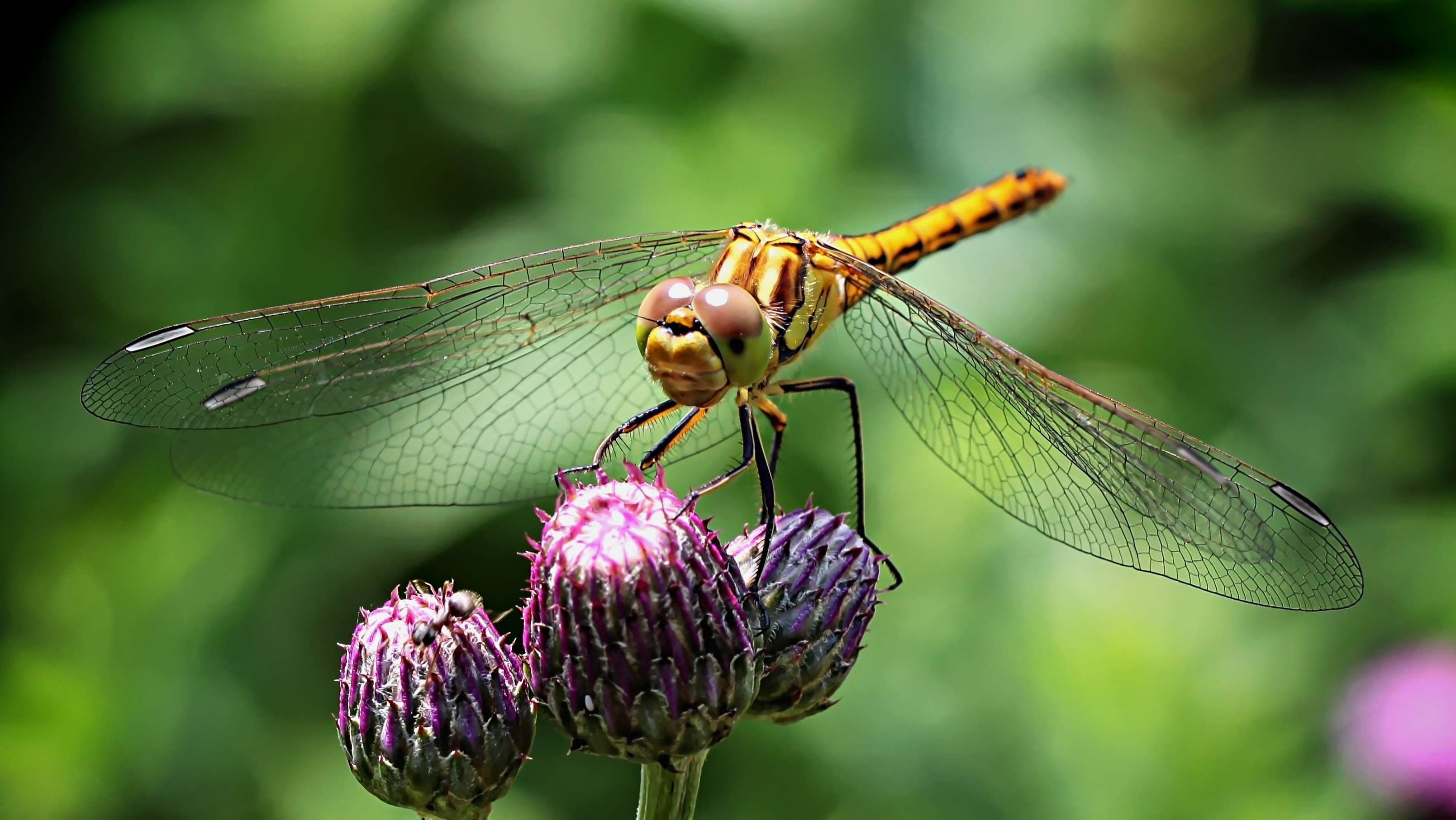 Free download wallpaper Macro, Insect, Dragonfly, Flower, Plant on your PC desktop