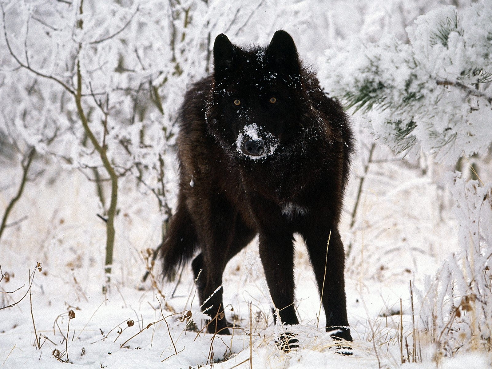 13207 Hintergrundbild herunterladen wölfe, tiere, winter, schnee - Bildschirmschoner und Bilder kostenlos