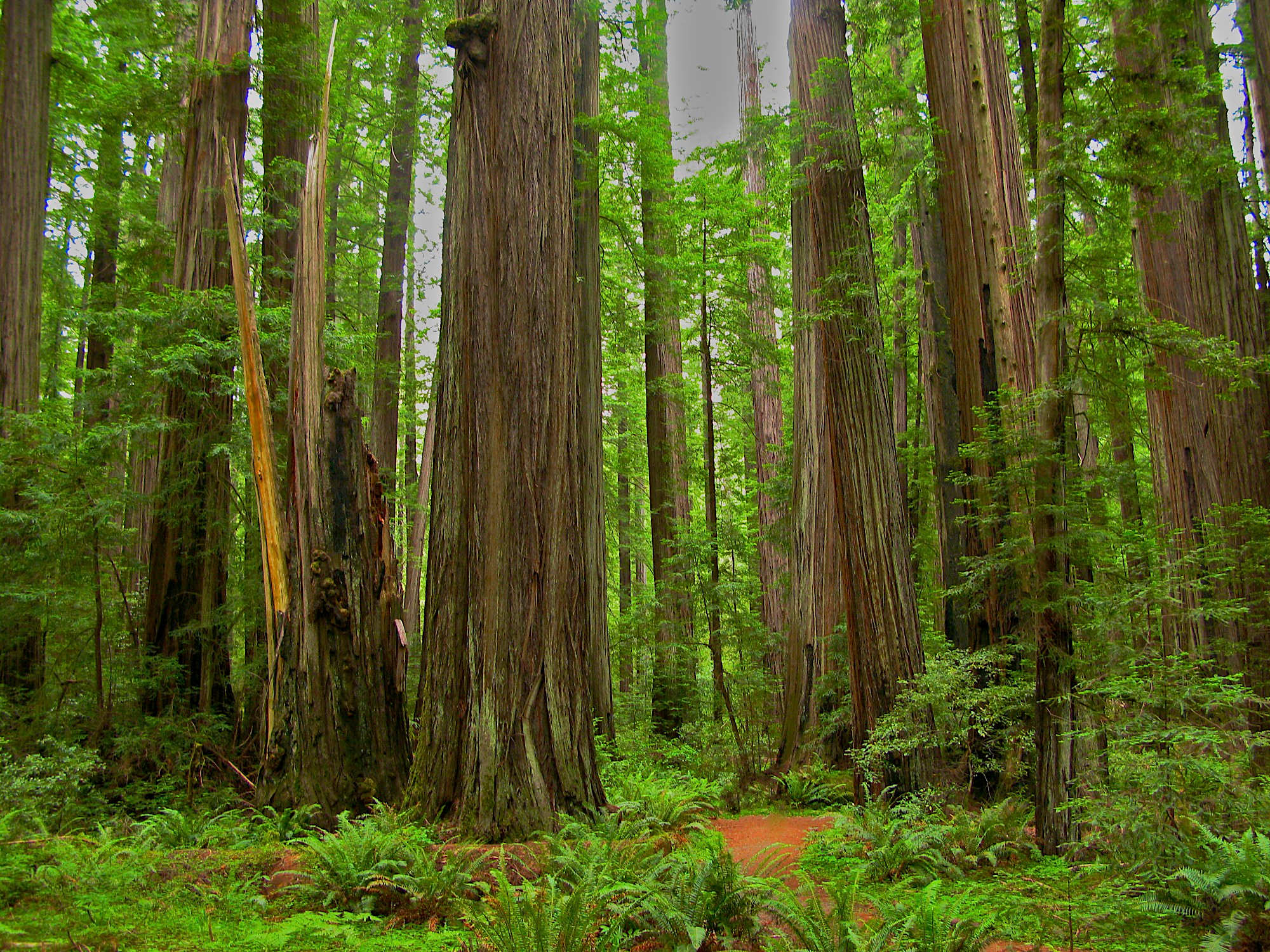 759735 télécharger le fond d'écran terre/nature, forêt, séquoia - économiseurs d'écran et images gratuitement