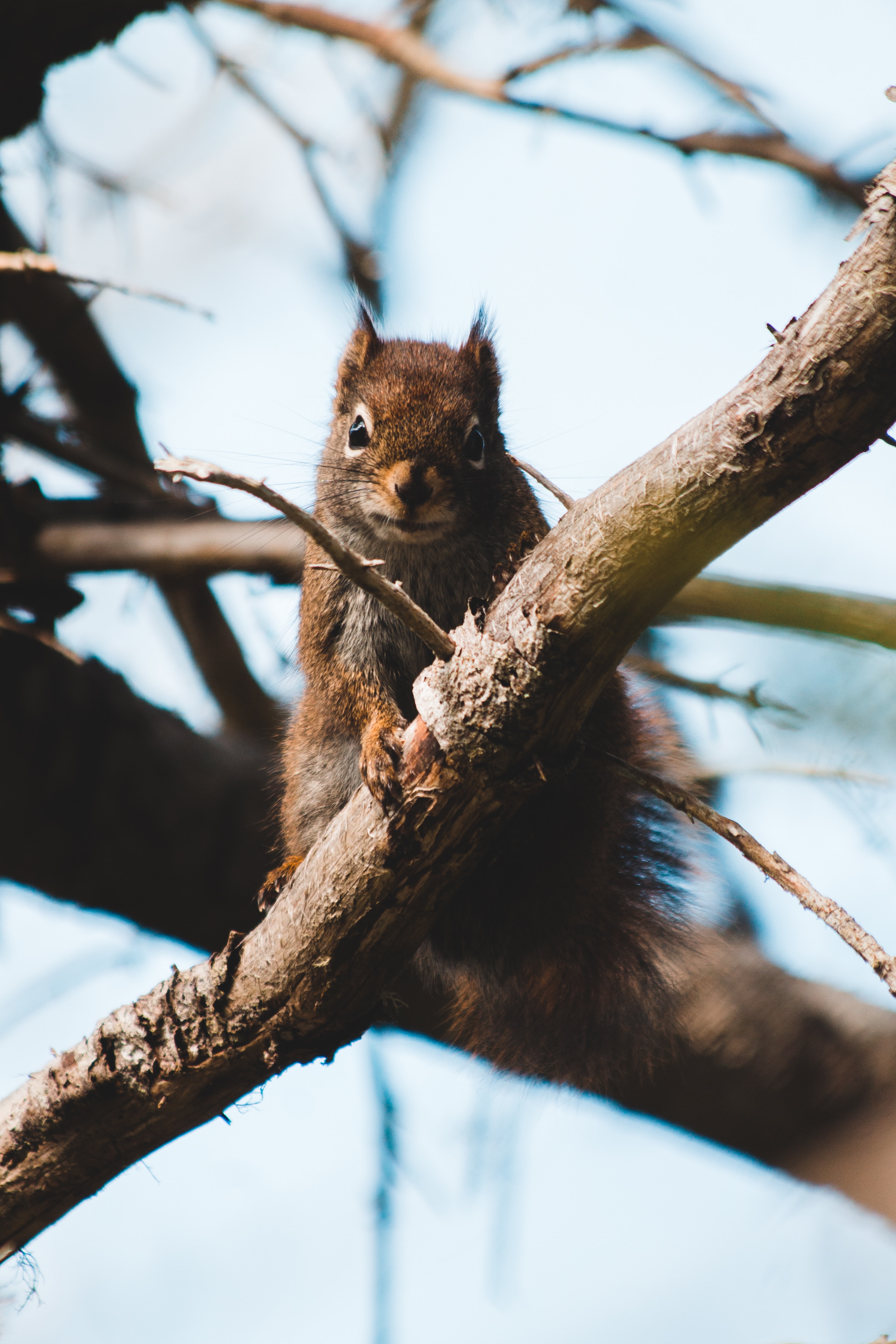 Download mobile wallpaper Fluffy, Branch, Animals, Animal, Squirrel, Brown for free.