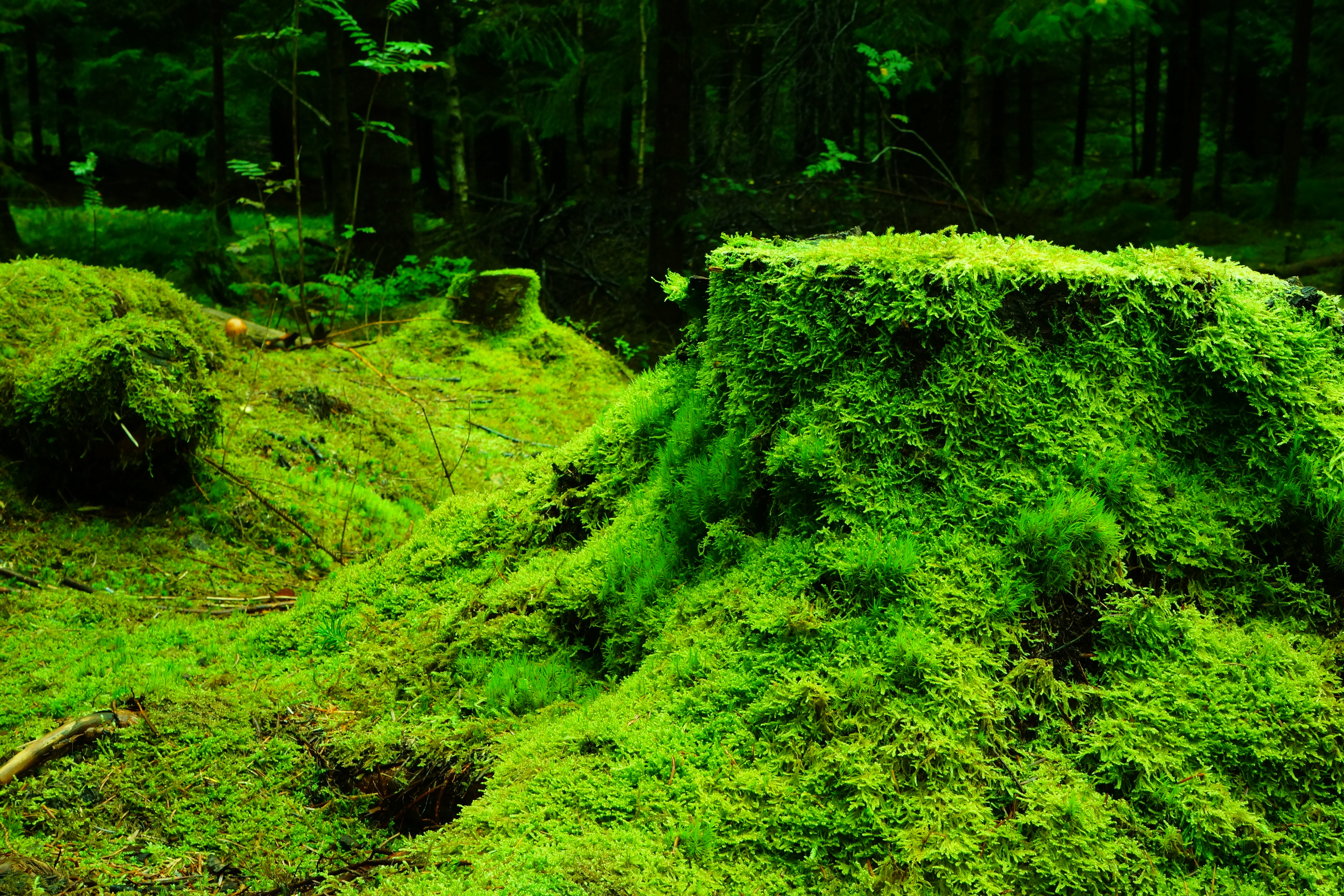 Laden Sie das Moss, Stumpf, Moos, Grass, Wald, Natur-Bild kostenlos auf Ihren PC-Desktop herunter