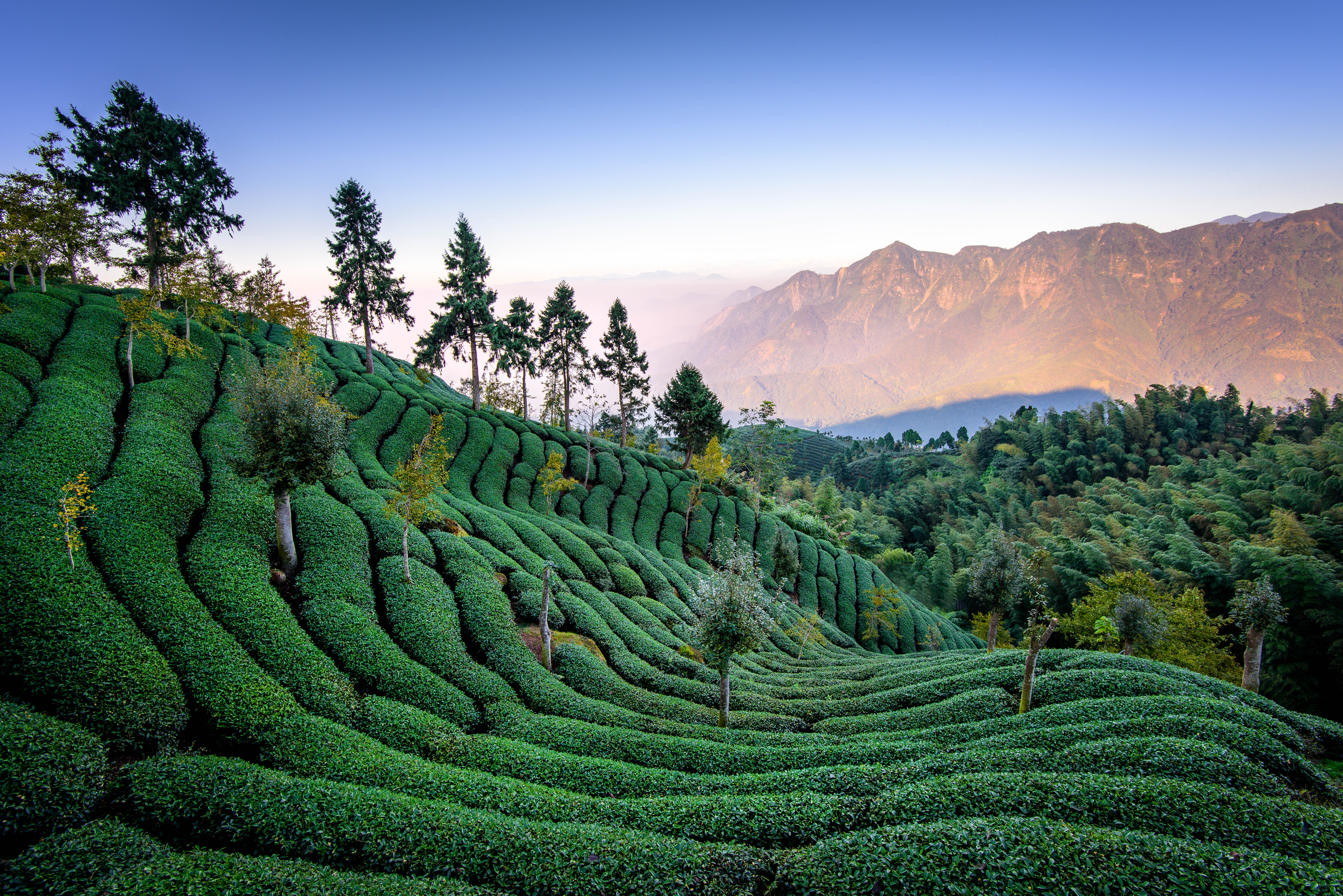 Download mobile wallpaper Tea Field, Taiwan, Harvest, Trees, Nature for free.