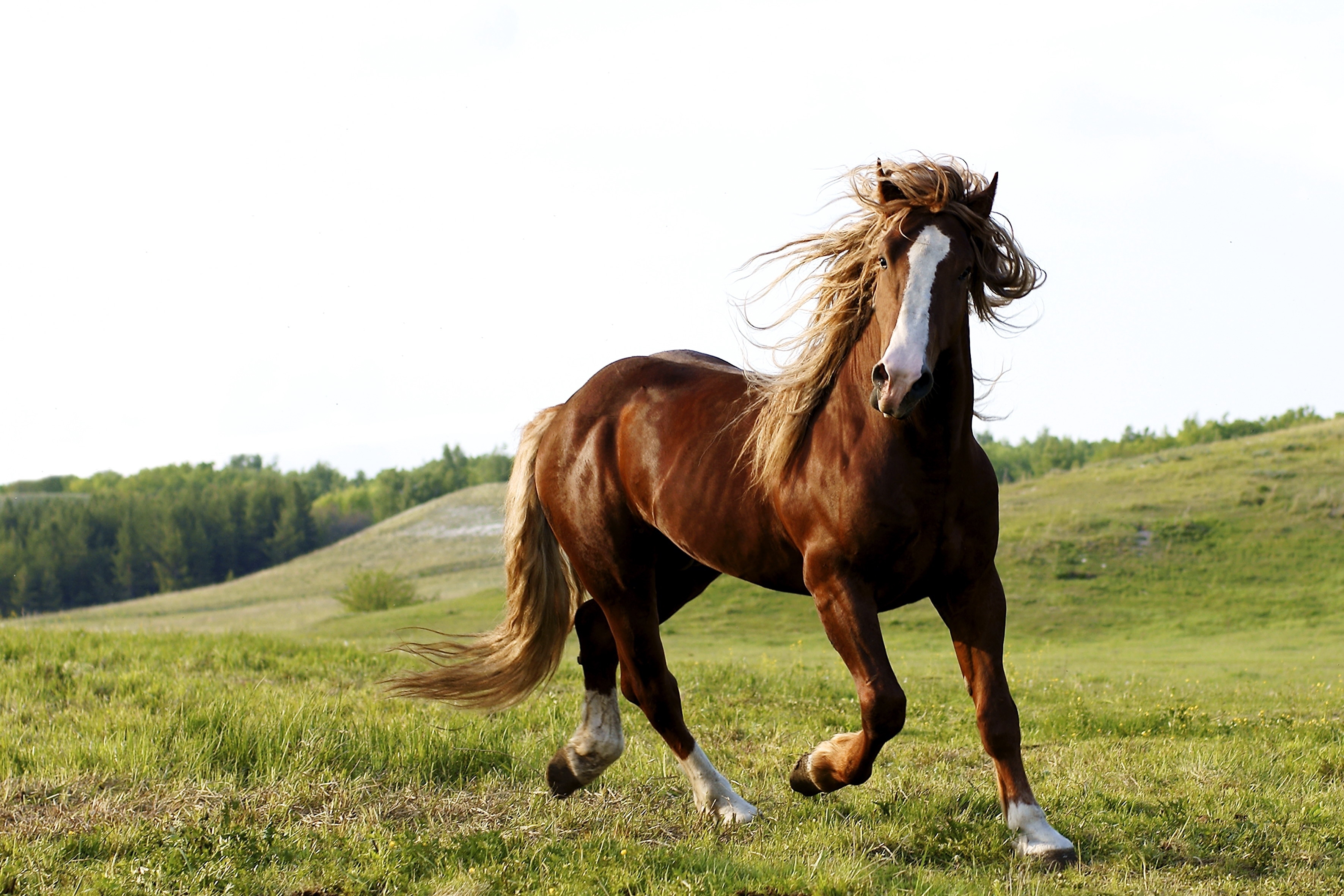 Laden Sie das Grass, Weglaufen, Ausführen, Tiere, Feld, Pferd-Bild kostenlos auf Ihren PC-Desktop herunter
