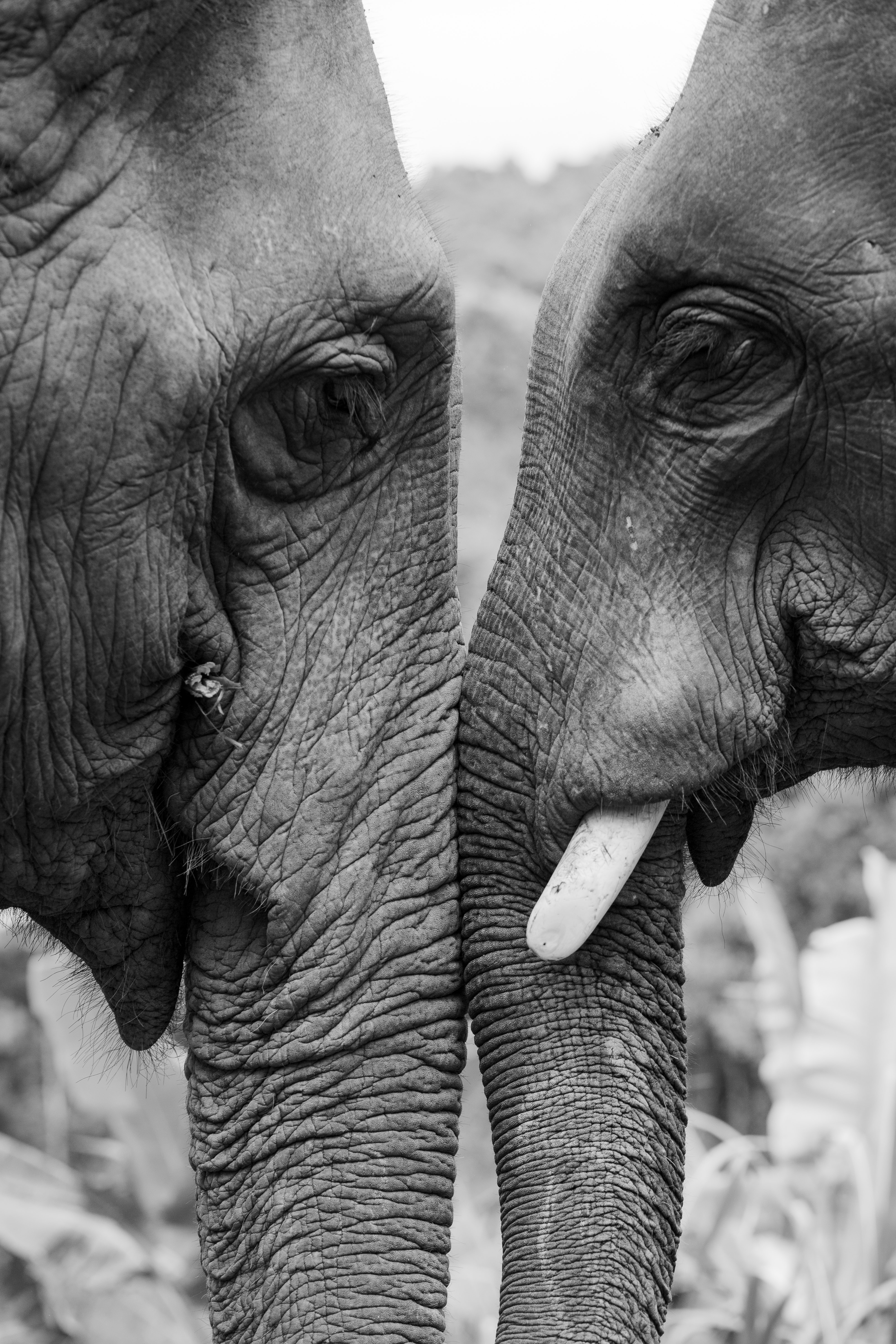 97726 Protetores de tela e papéis de parede Elefantes em seu telefone. Baixe  fotos gratuitamente