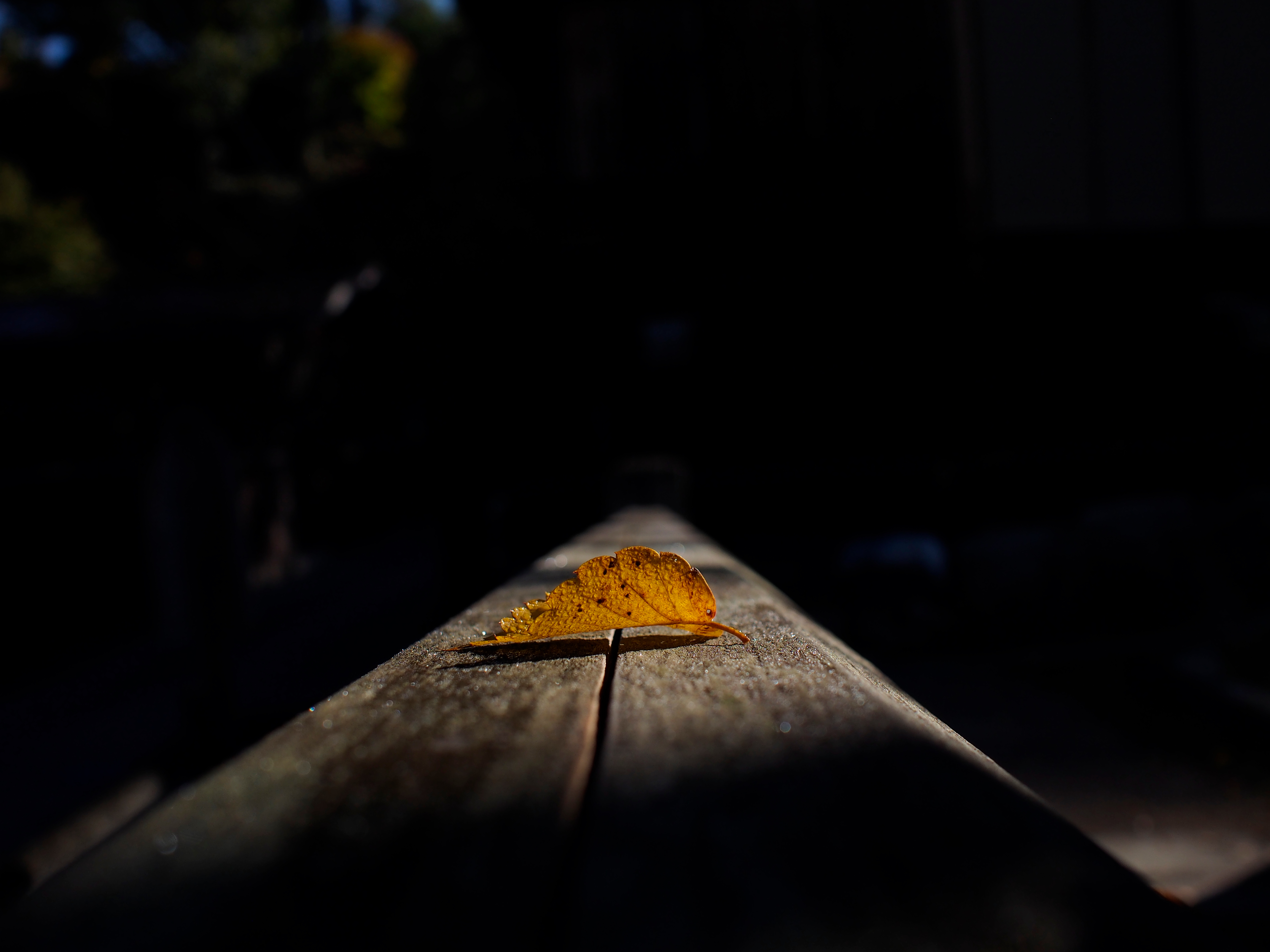 dark, autumn, macro, sheet, leaf, shadow 1080p