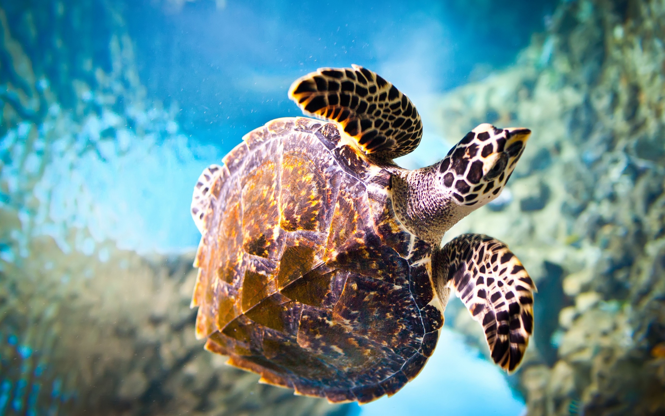 Морская черепаха хвост