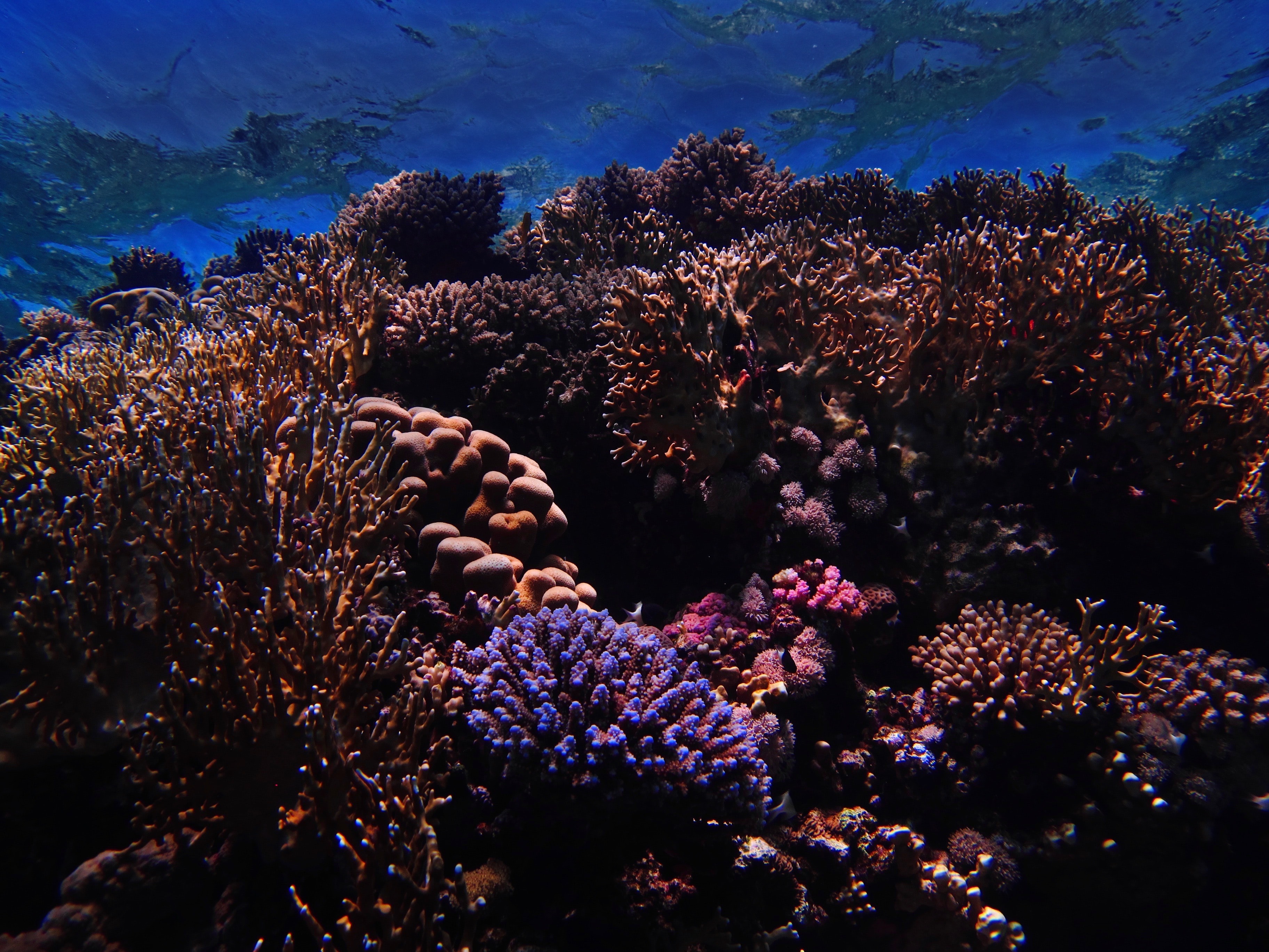 underwater world, coral, nature, nautical, maritime, reef download HD wallpaper