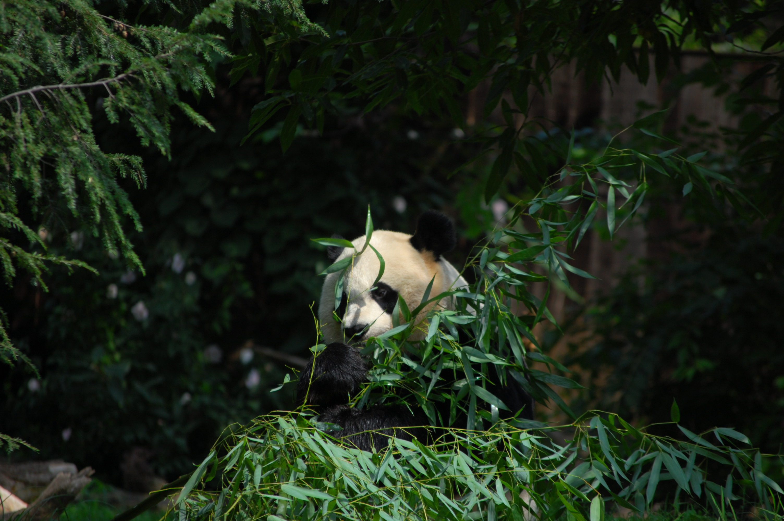 Панда в листьях