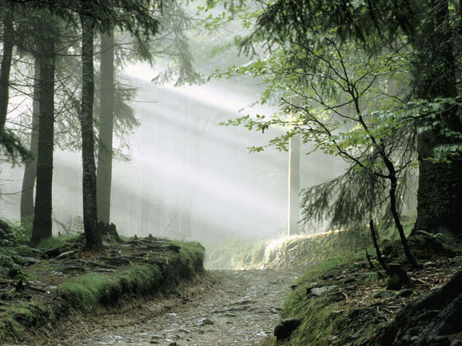 184229 免費下載壁紙 自然, 雾, 早晨, 树, 木质 屏保和圖片