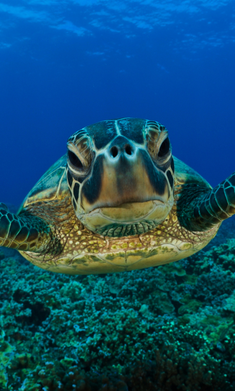 sea turtle, turtle, animal, turtles