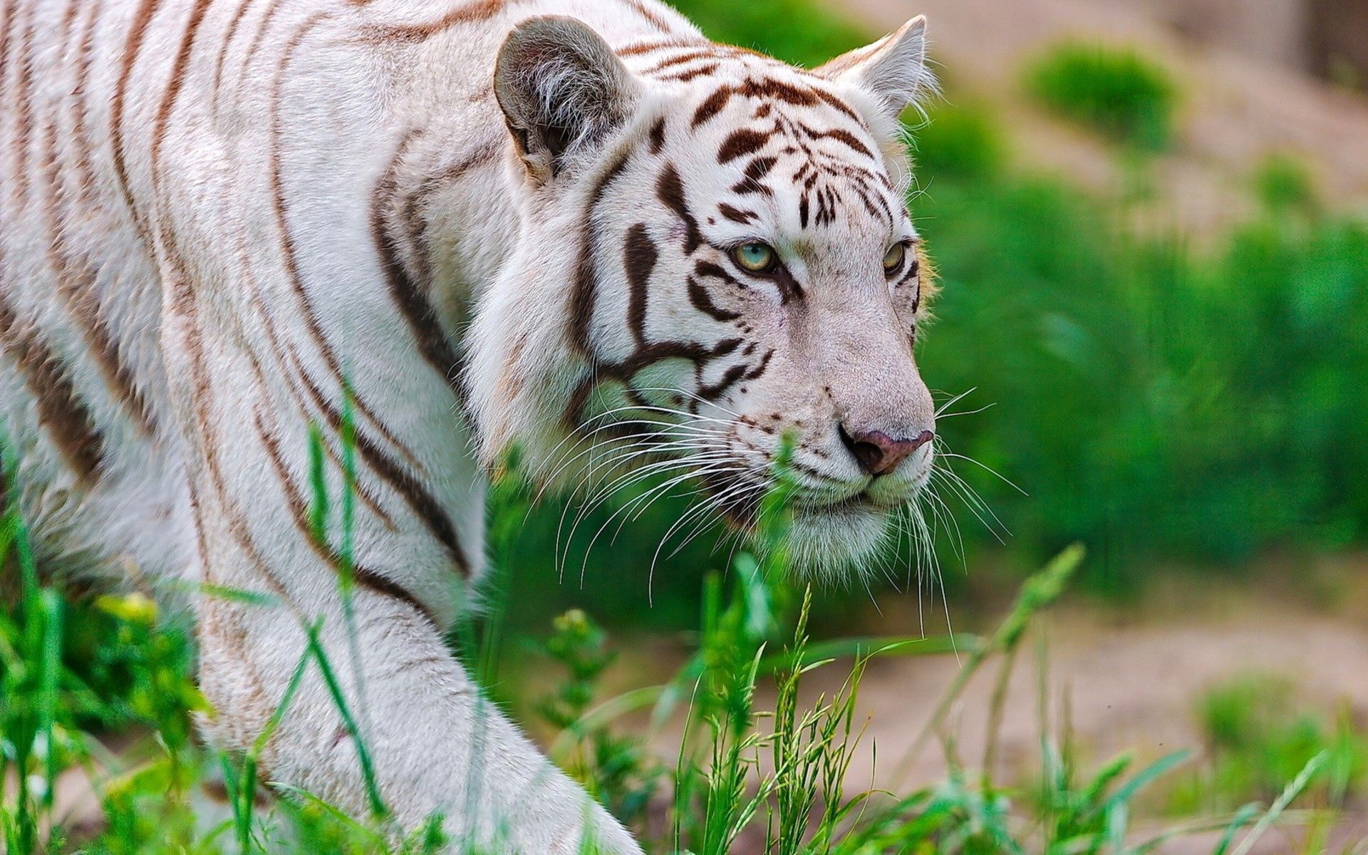 white, striped, animals, big cat, tiger Full HD
