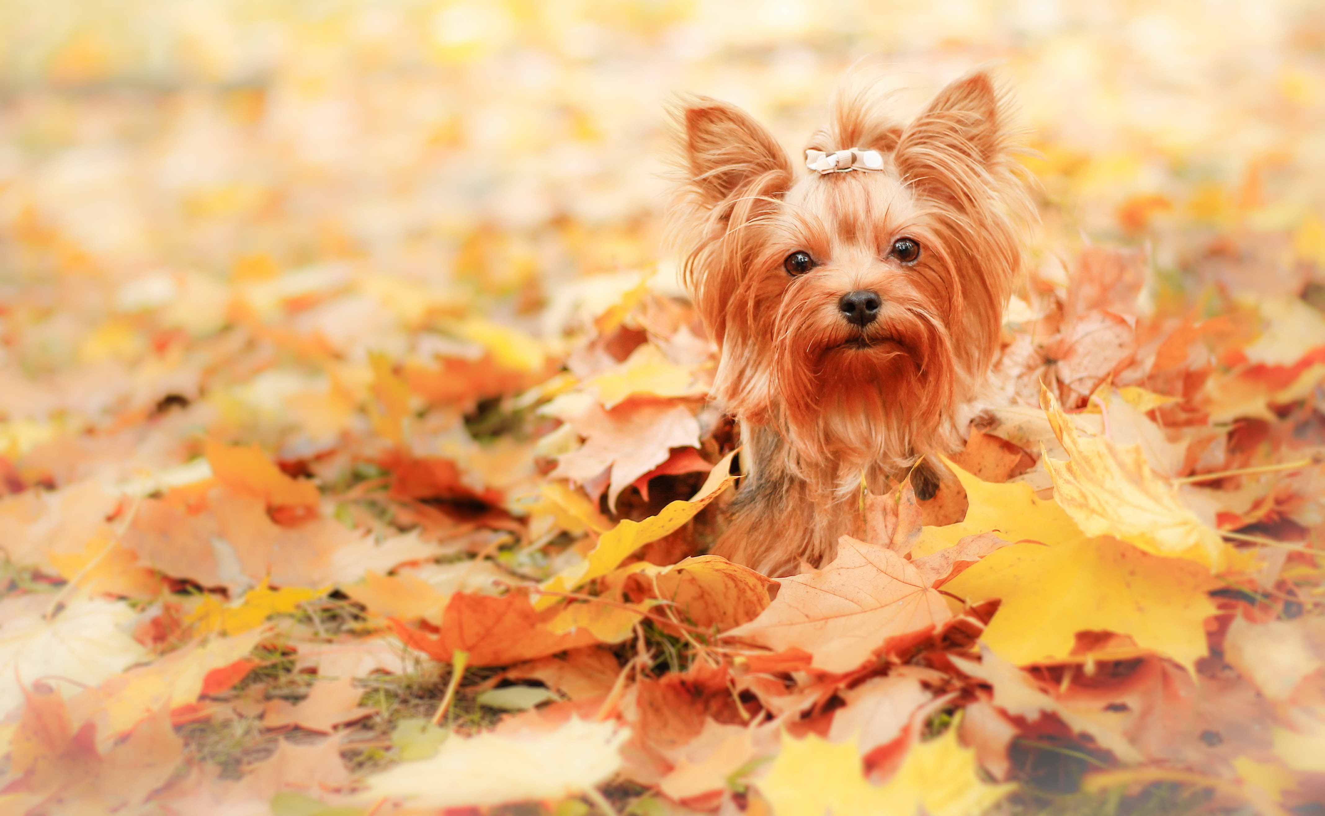 animal, yorkshire terrier, dog, fall, leaf, dogs